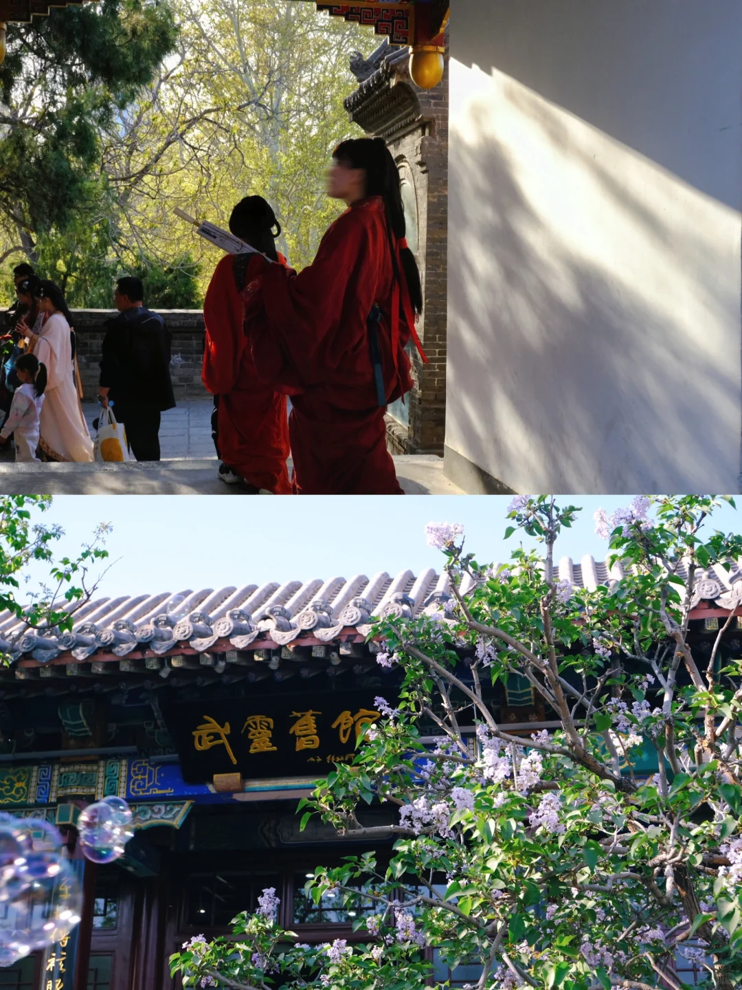 邯郸🌸春天的丛台公园是个巨大的能量场