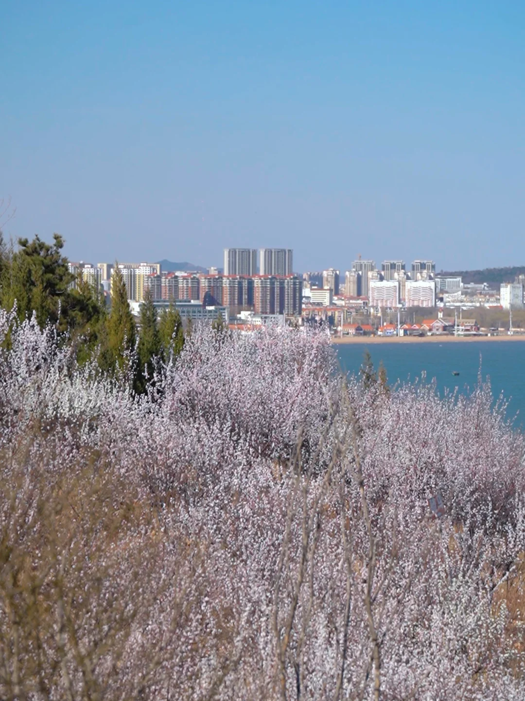 龙回头惊现桃花源｜兴城人私藏打卡地🌸