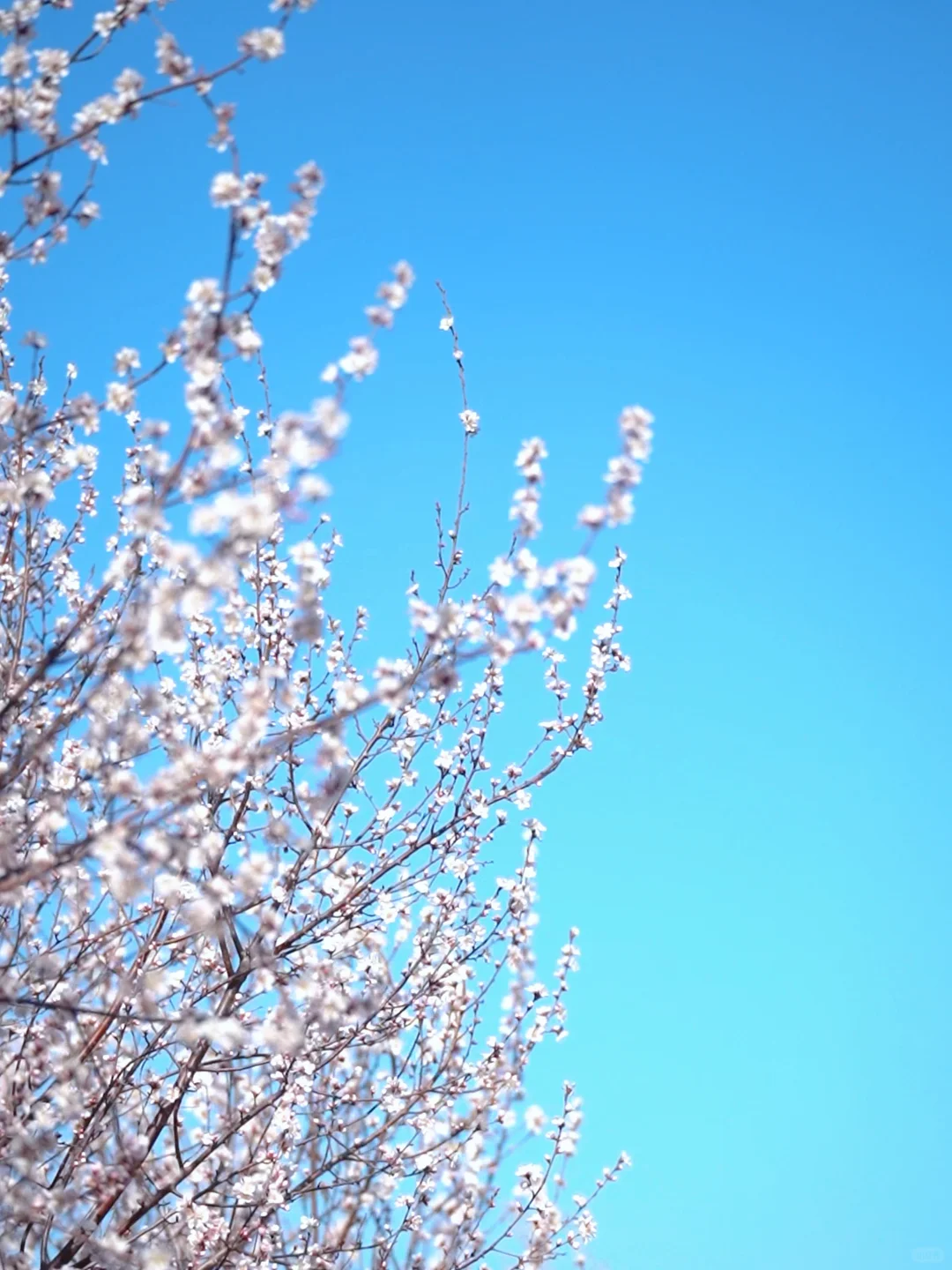 龙回头惊现桃花源｜兴城人私藏打卡地🌸