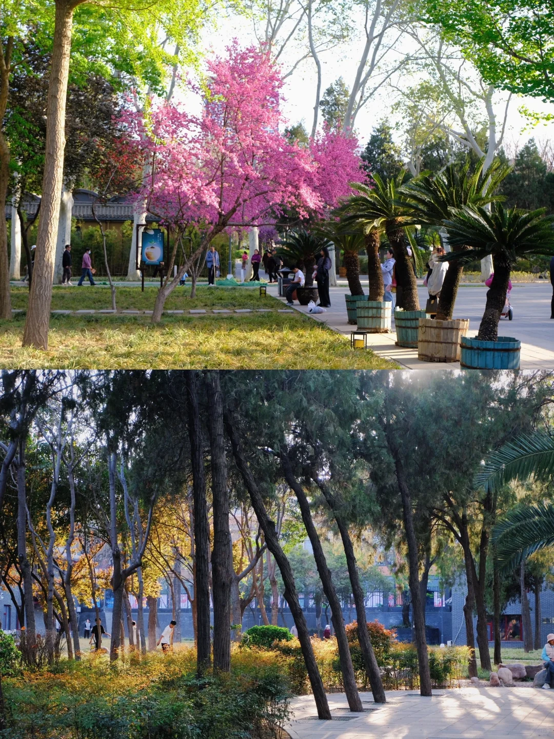 邯郸🌸春天的丛台公园是个巨大的能量场