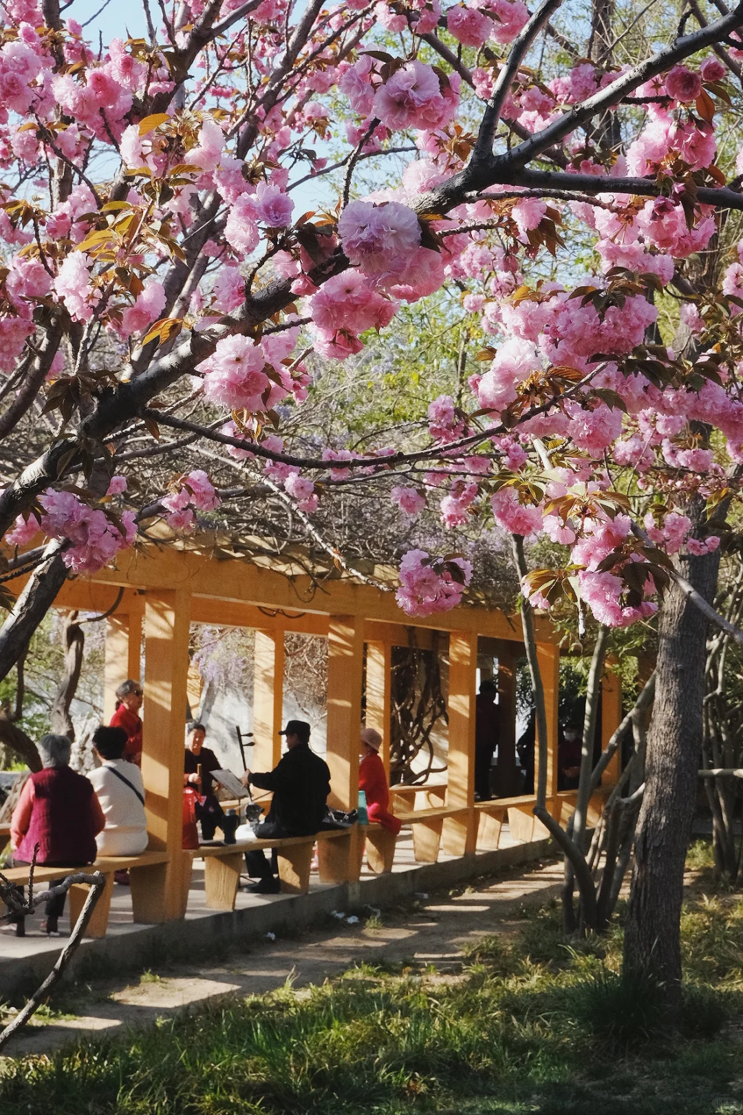 邯郸🌸春天的丛台公园是个巨大的能量场