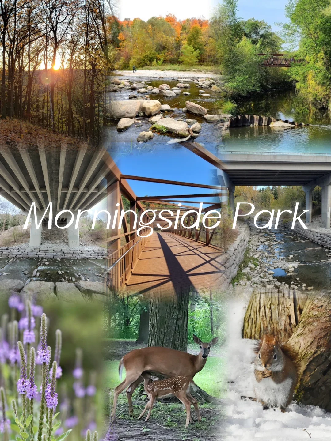 🇨🇦多伦多Morningside公园介绍➕游玩攻略🌳