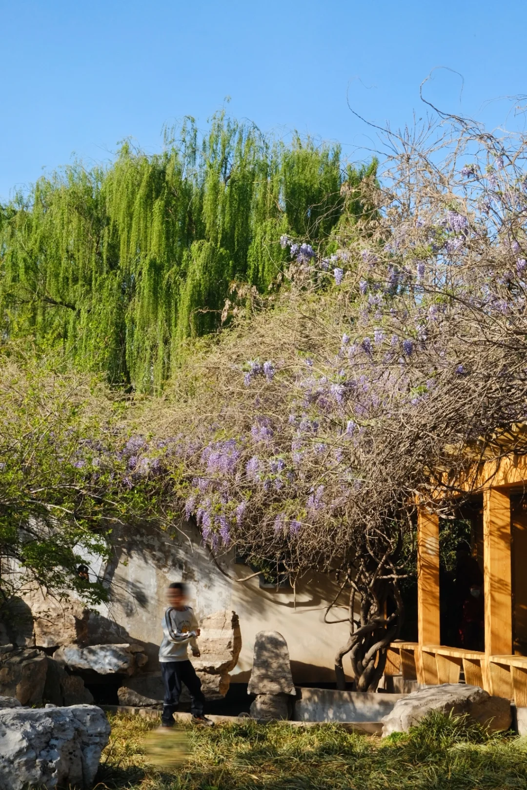 邯郸🌸春天的丛台公园是个巨大的能量场