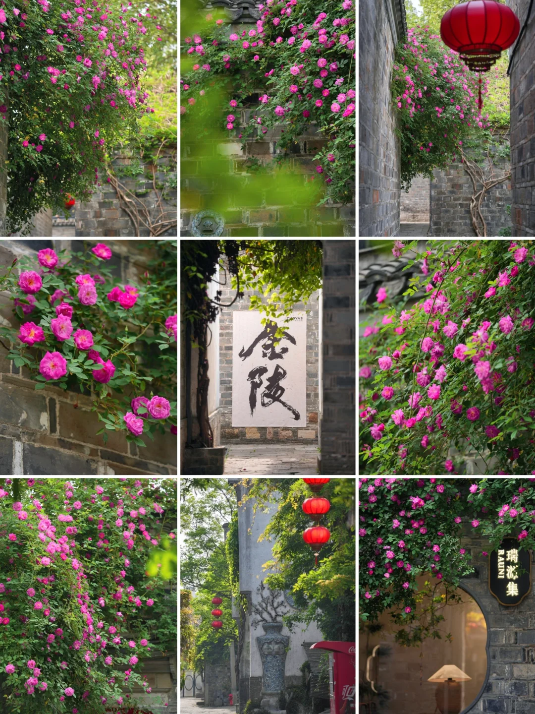 4.10实拍|凌晨7点的老门东,蔷薇盛开