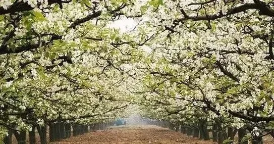 三生三世，25万亩赵县梨园的春日梦境