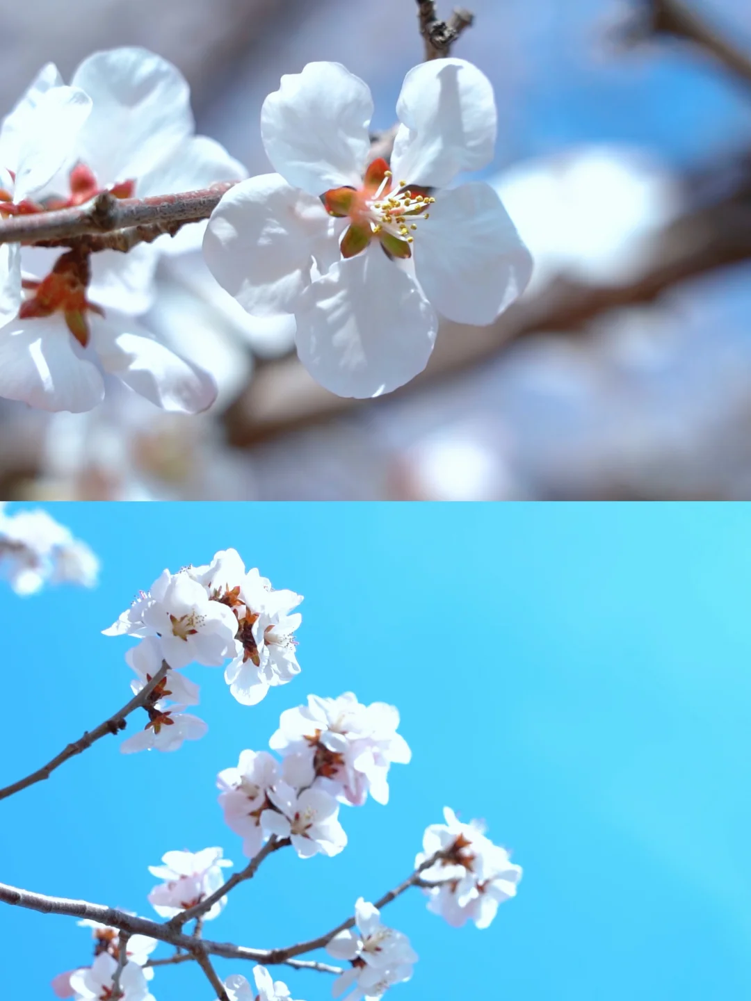 龙回头惊现桃花源｜兴城人私藏打卡地🌸