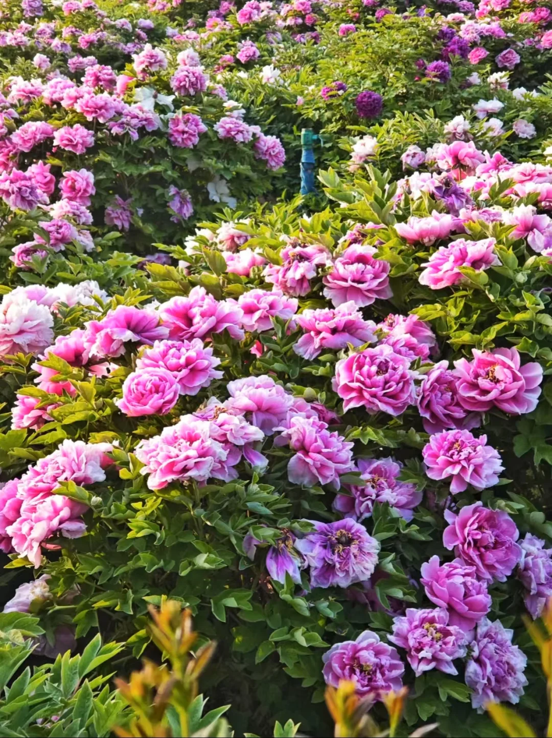 4月风起洛阳🌺牡丹花开等你千年