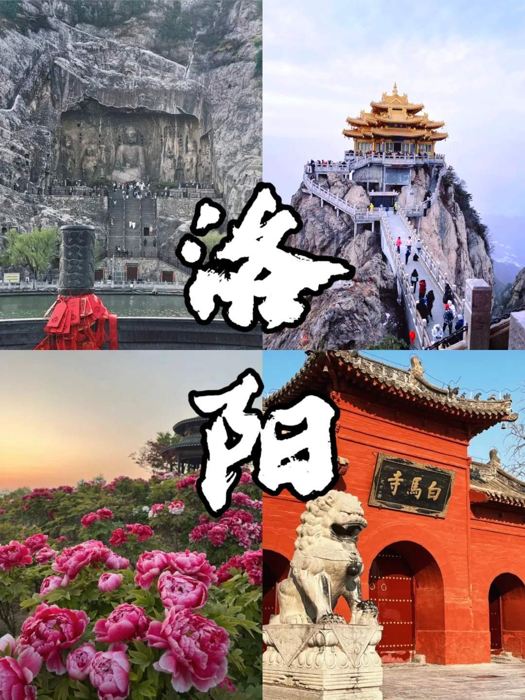 4月风起洛阳🌺牡丹花开等你千年