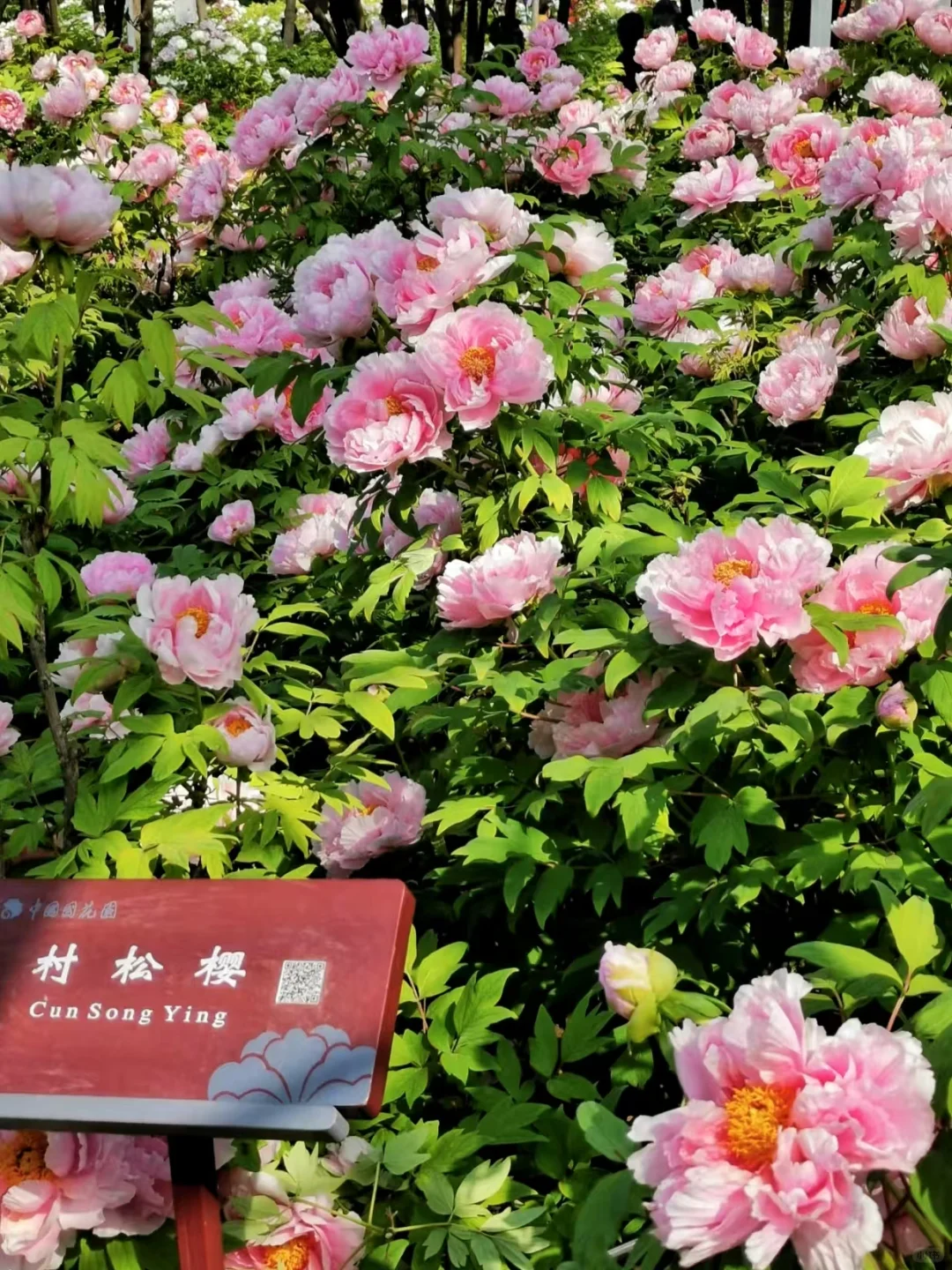 4月风起洛阳🌺牡丹花开等你千年