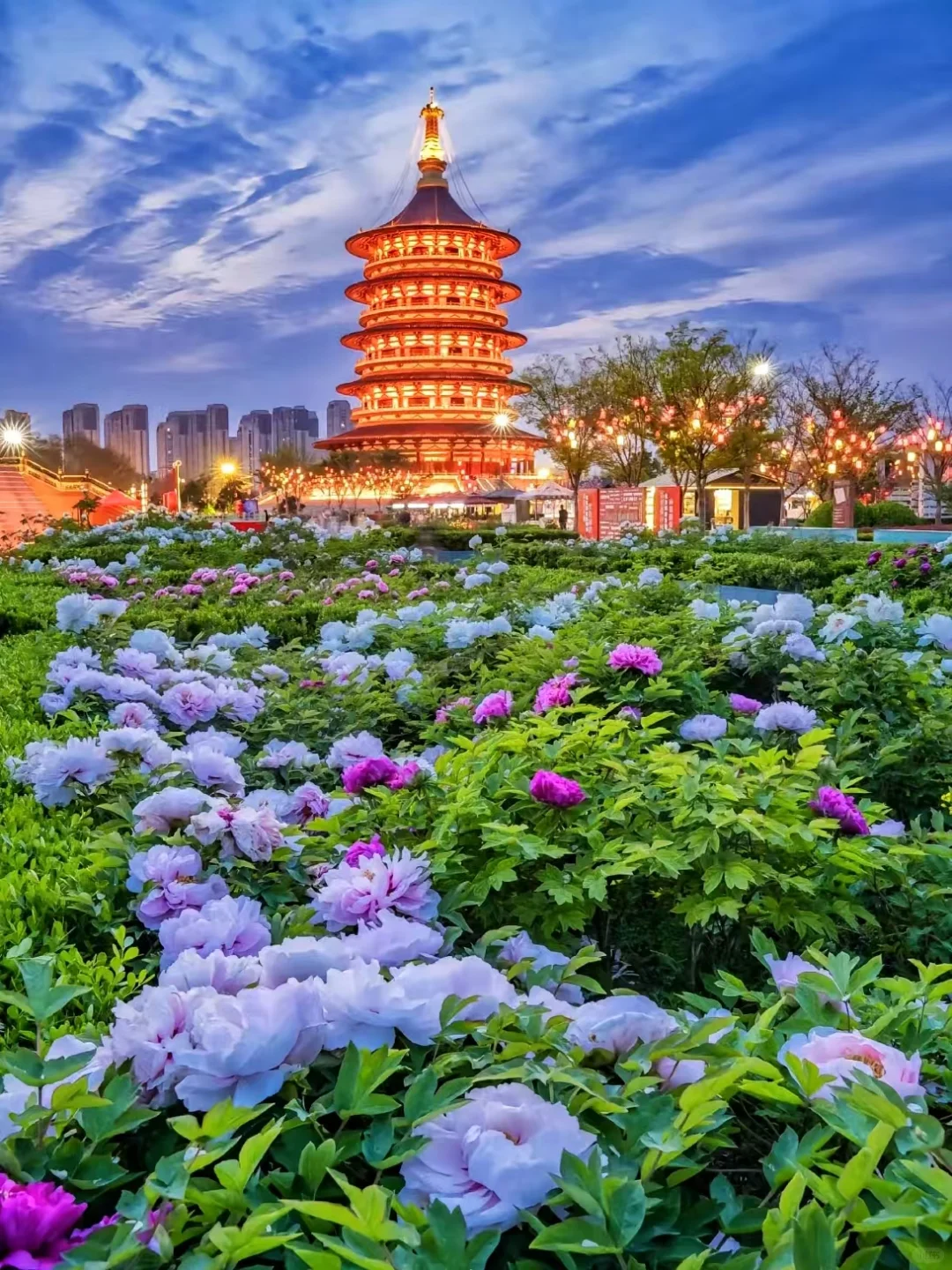 4月风起洛阳🌺牡丹花开等你千年