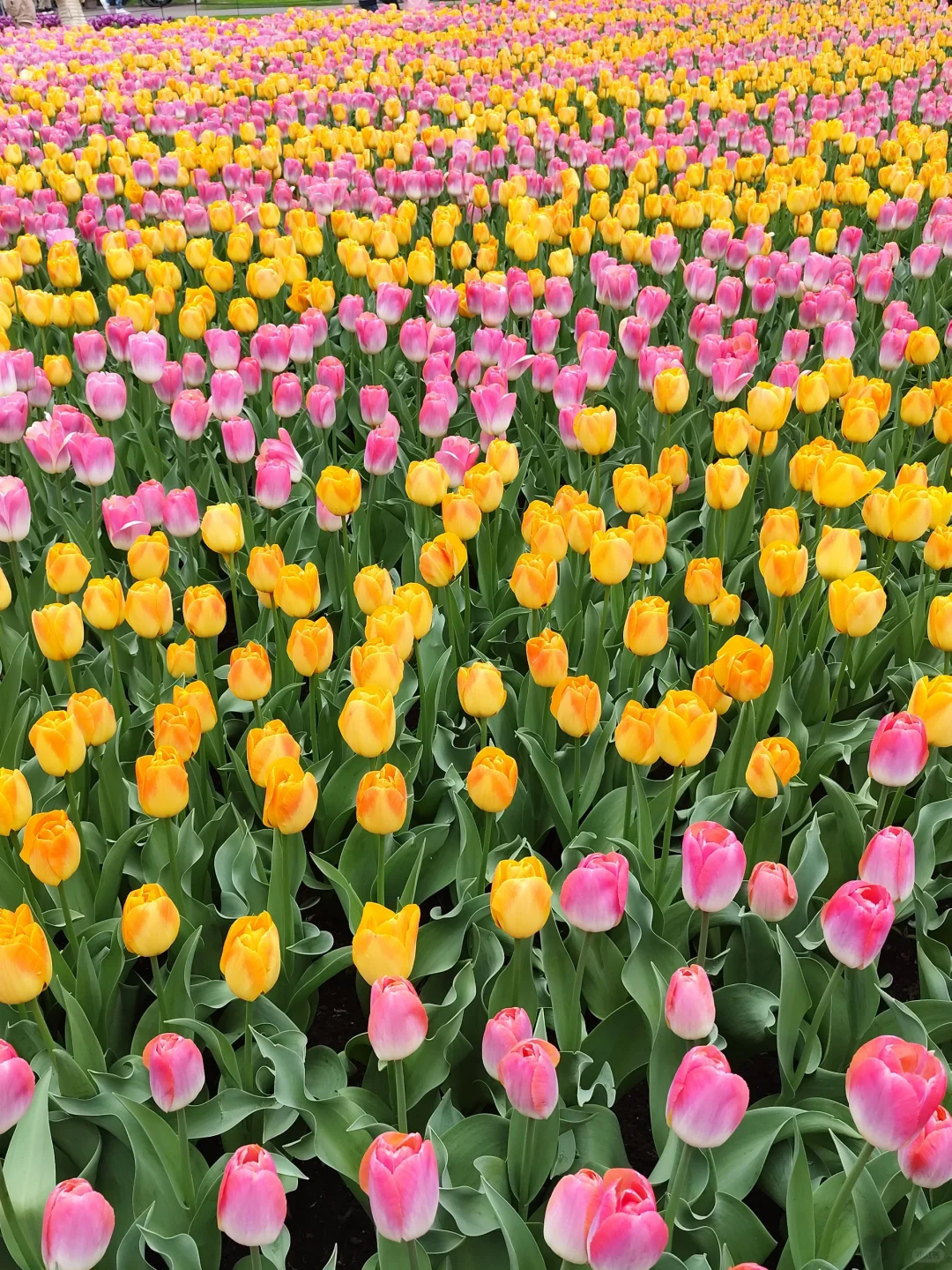 🇳🇱库肯霍夫看花官网没票另辟蹊径指北