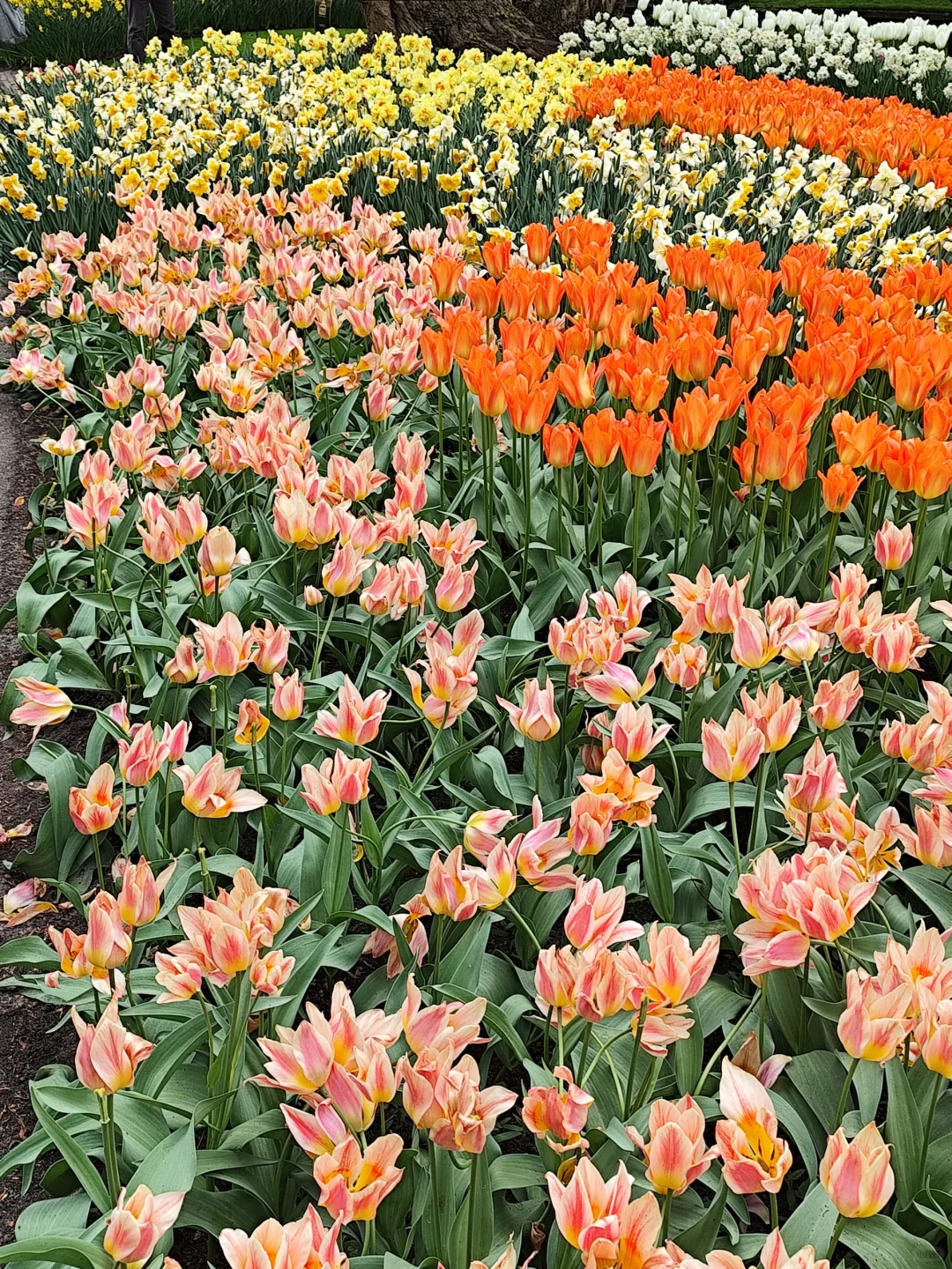 🇳🇱库肯霍夫看花官网没票另辟蹊径指北