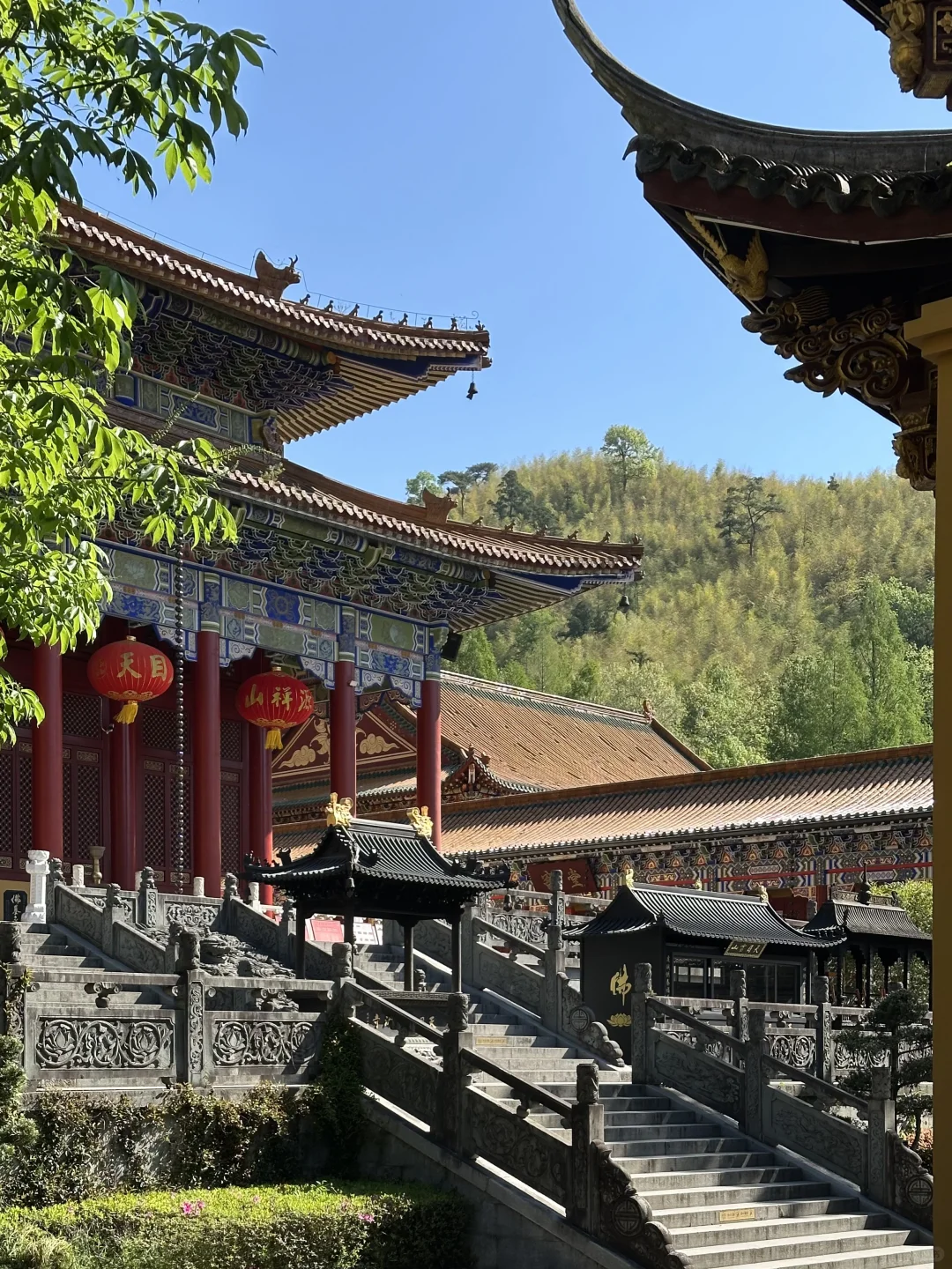 抬头！好强的树张力🍃天目山“大树王国”！
