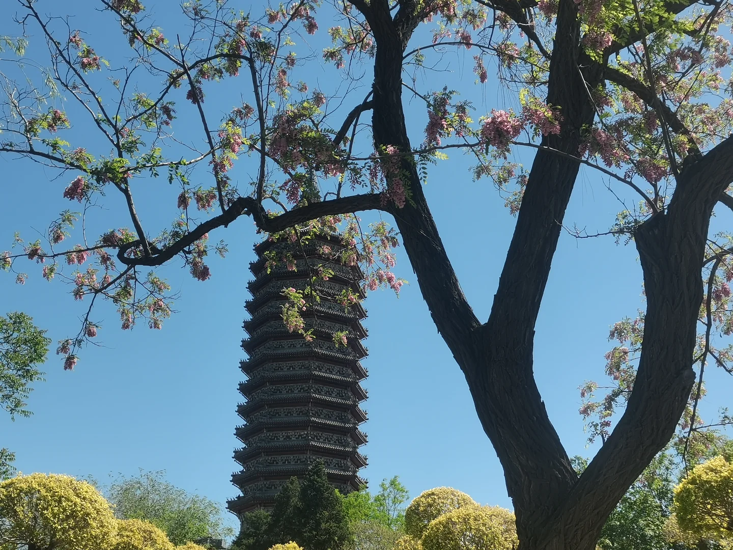 春城无处不飞花～