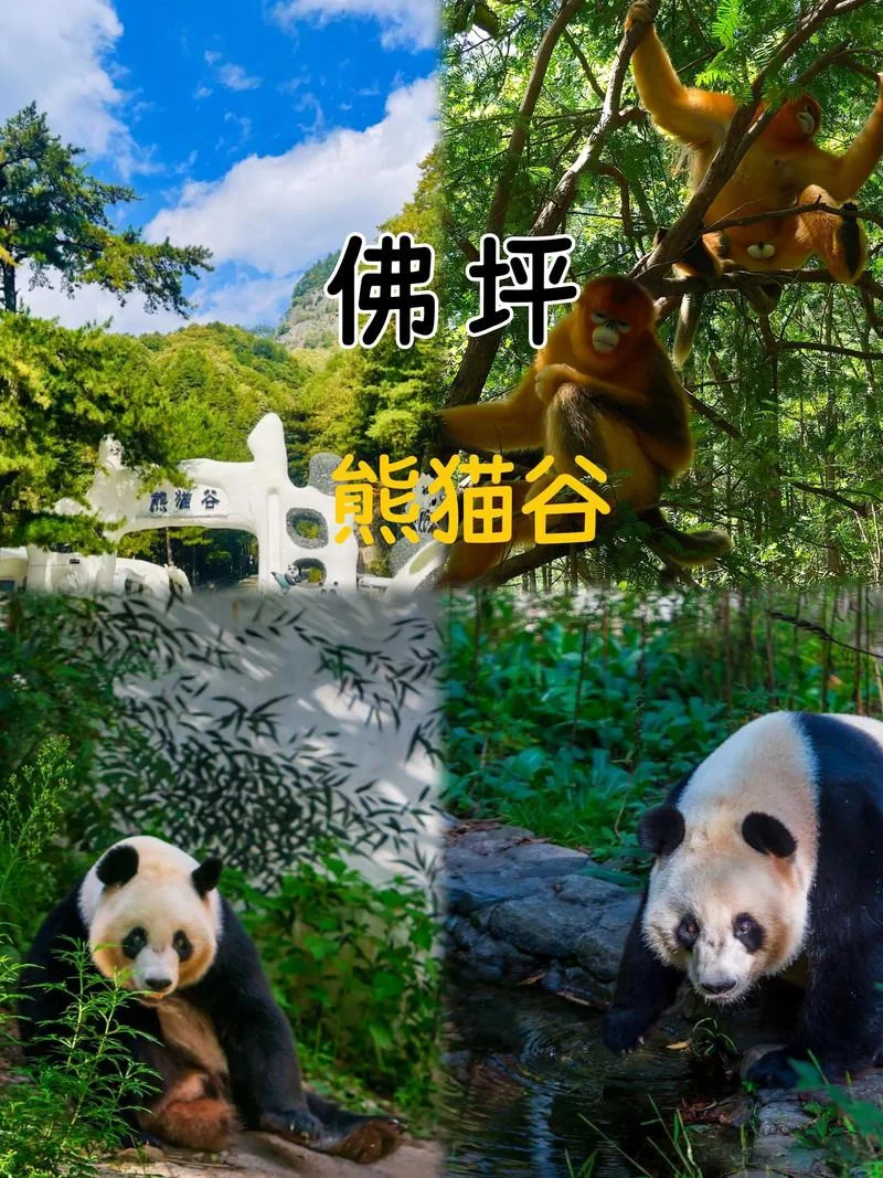 半年一次的汉中周边旅行✈️