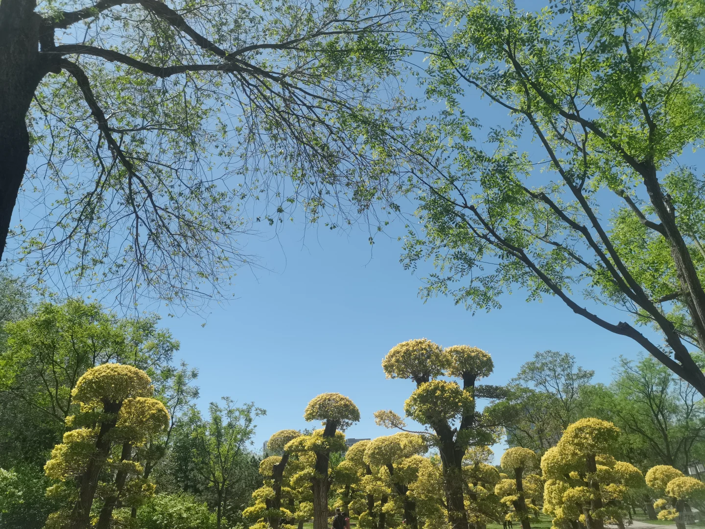 春城无处不飞花～