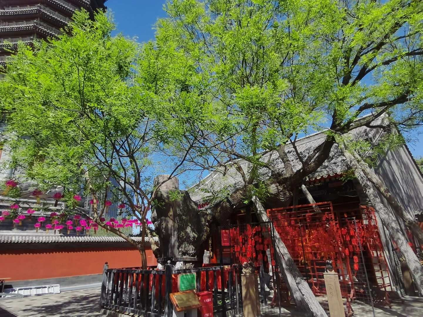 春城无处不飞花～