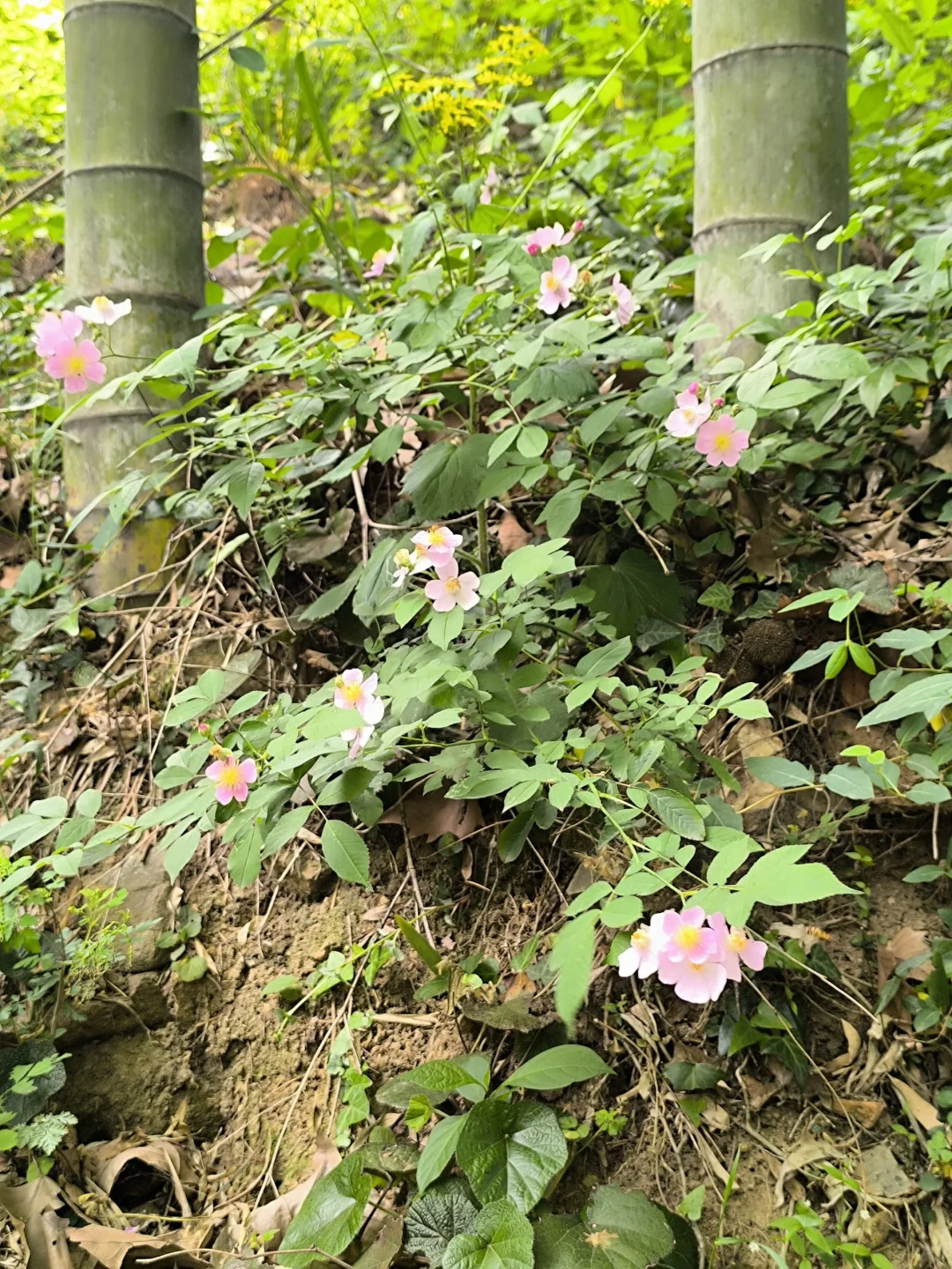 五一莫干山