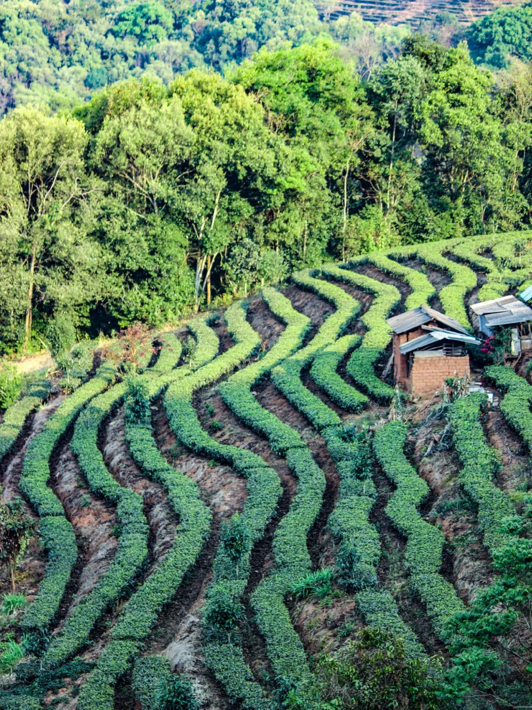 五一Get跑男同款🌿普洱茶马古