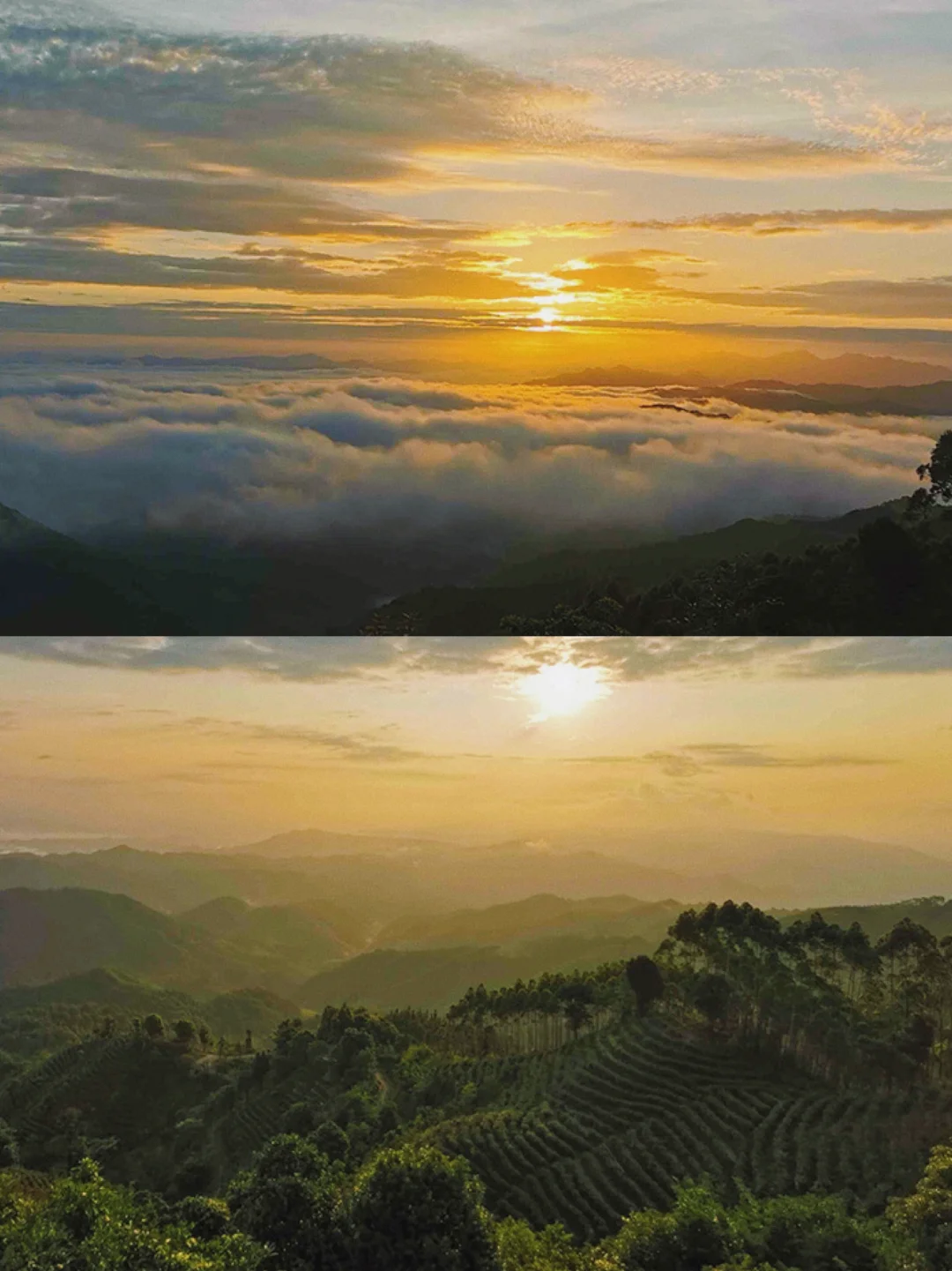 连住两晚！在清远山中采茶制茶、超惬意...