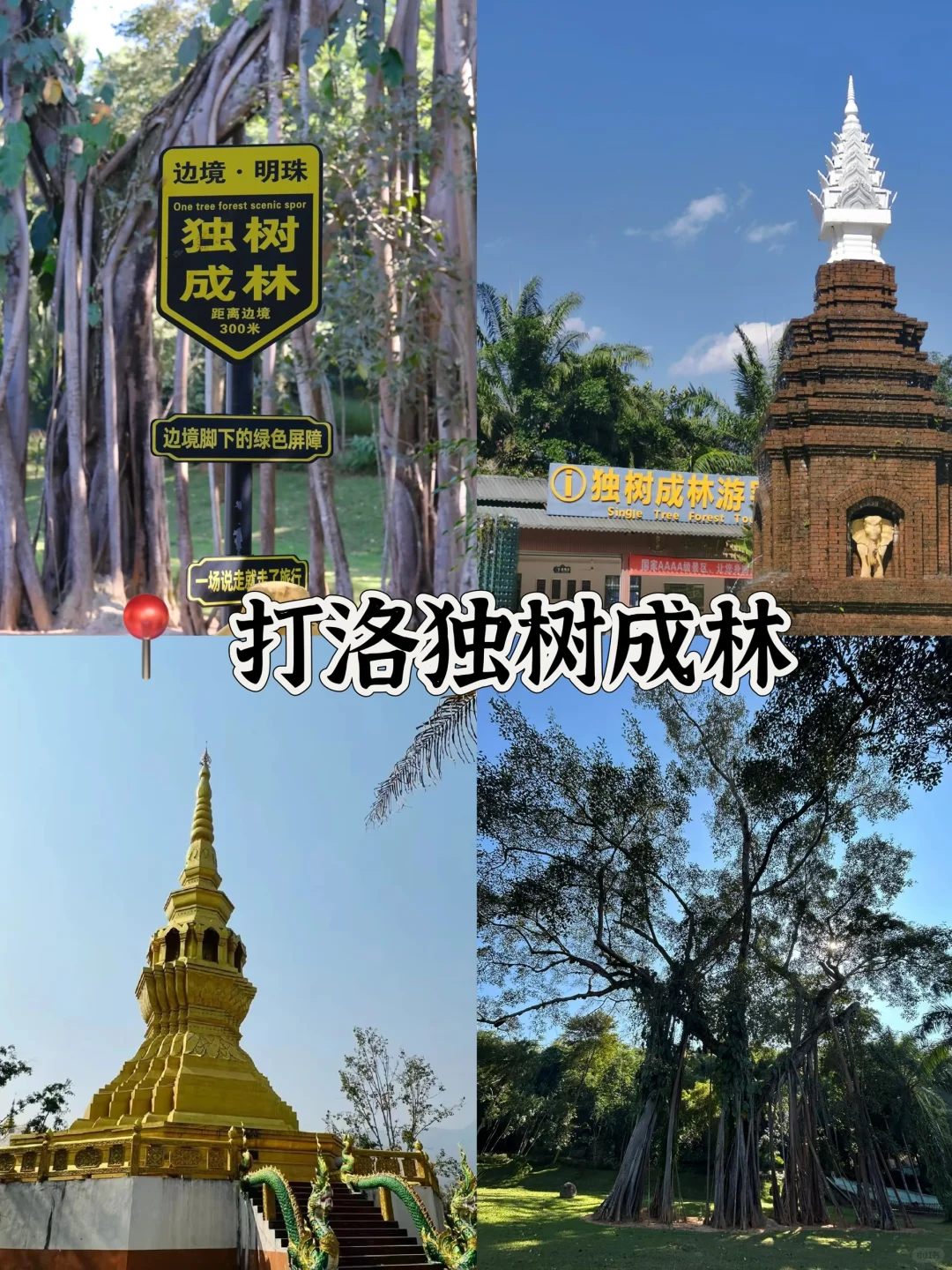 🌴西双版纳必打卡景点🔥热带风情拉满‼️