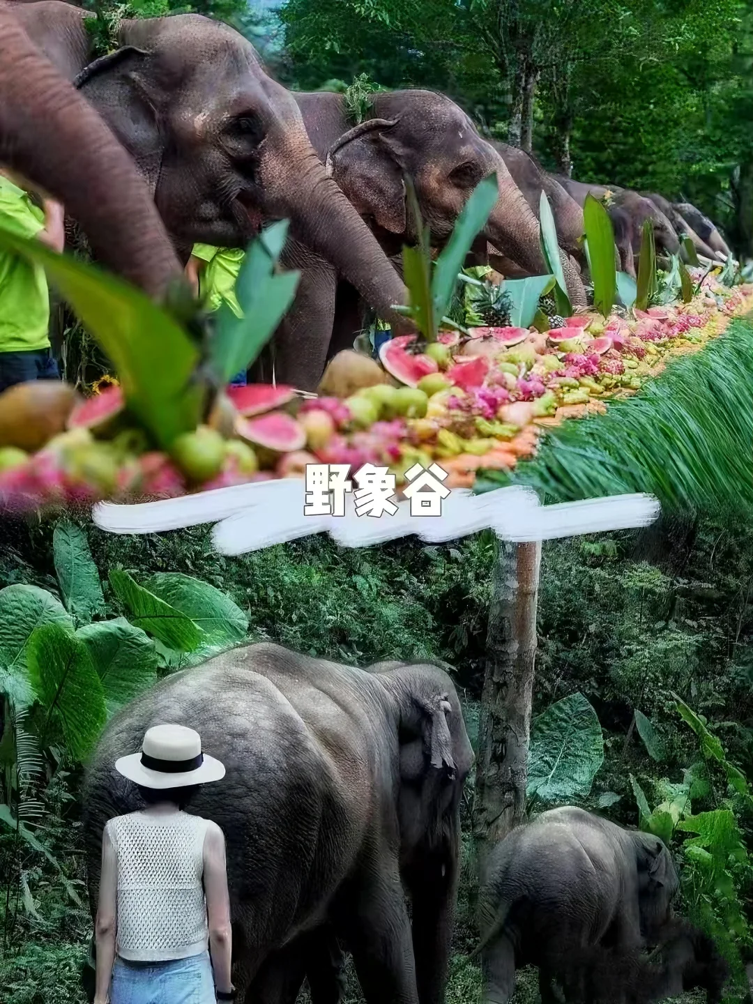 西双版纳野象谷景区门票‖游玩攻略