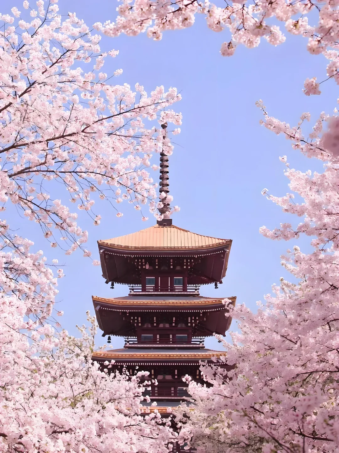 春日花约14｜湖北武汉✨夜赏樱花黄鹤楼