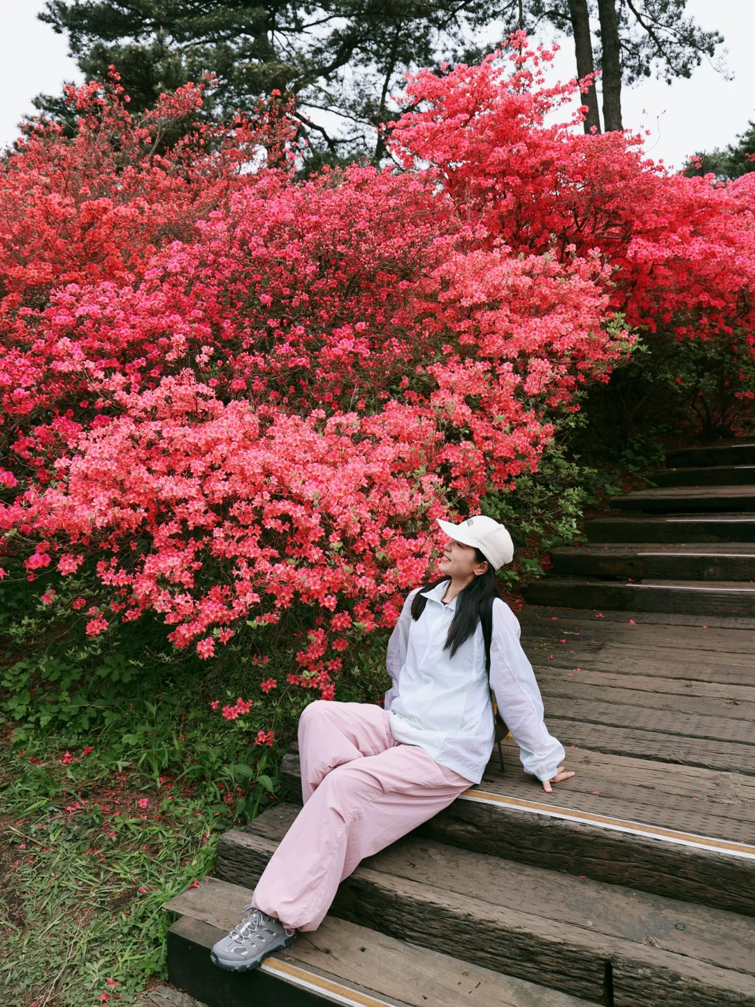 武汉2h，这里杜鹃花🌺已开爆！速来！附攻略