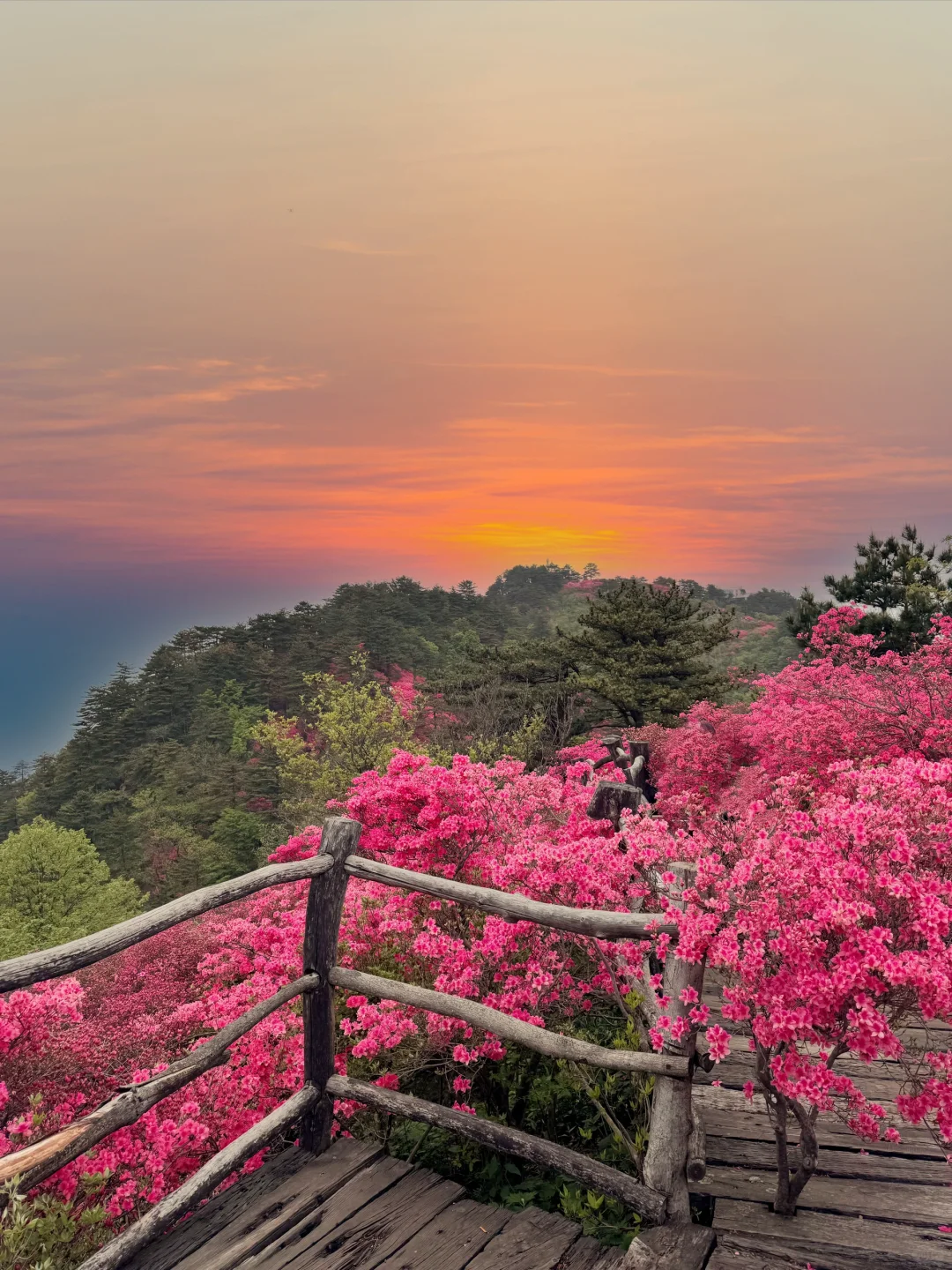 武汉2h，这里杜鹃花🌺已开爆！速来！附攻略
