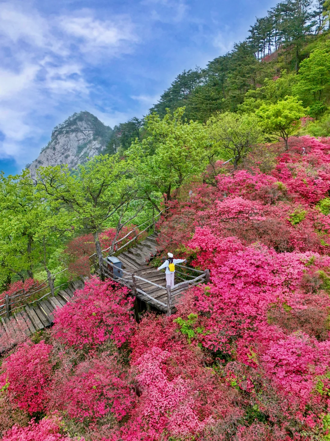 武汉2h，这里杜鹃花🌺已开爆！速来！附攻略