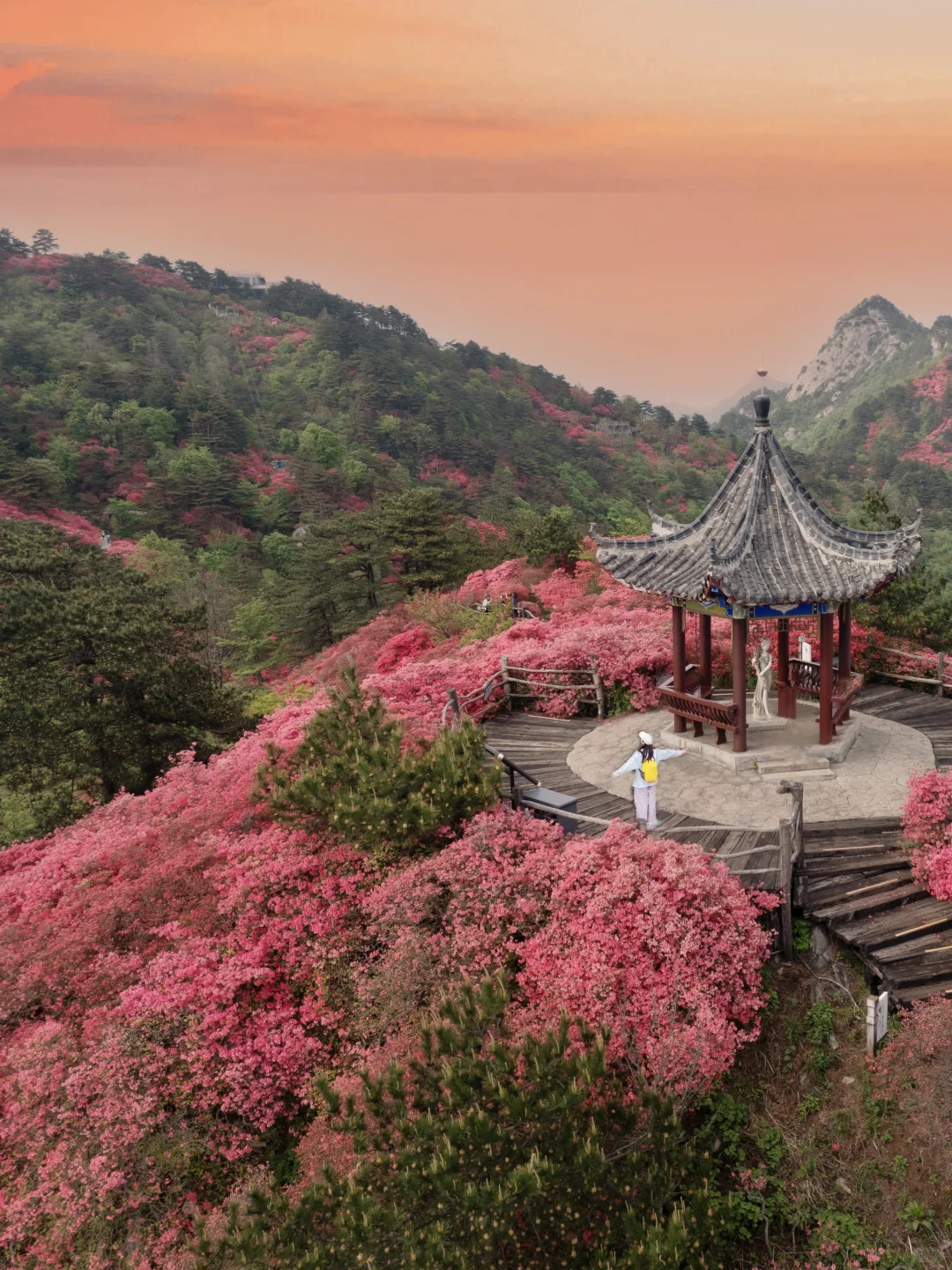 武汉2h，这里杜鹃花🌺已开爆！速来！附攻略