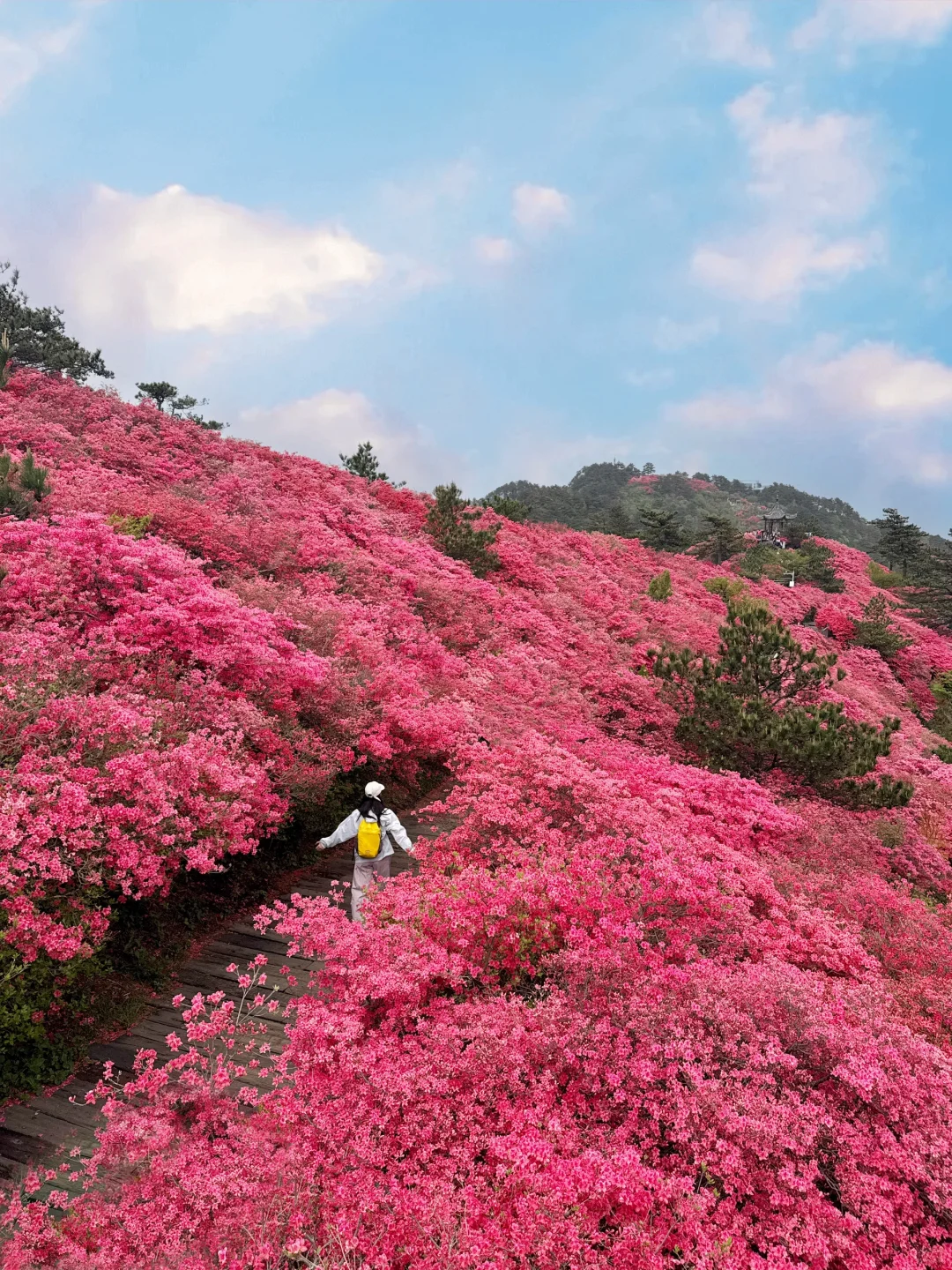 武汉2h，这里杜鹃花🌺已开爆！速来！附攻略