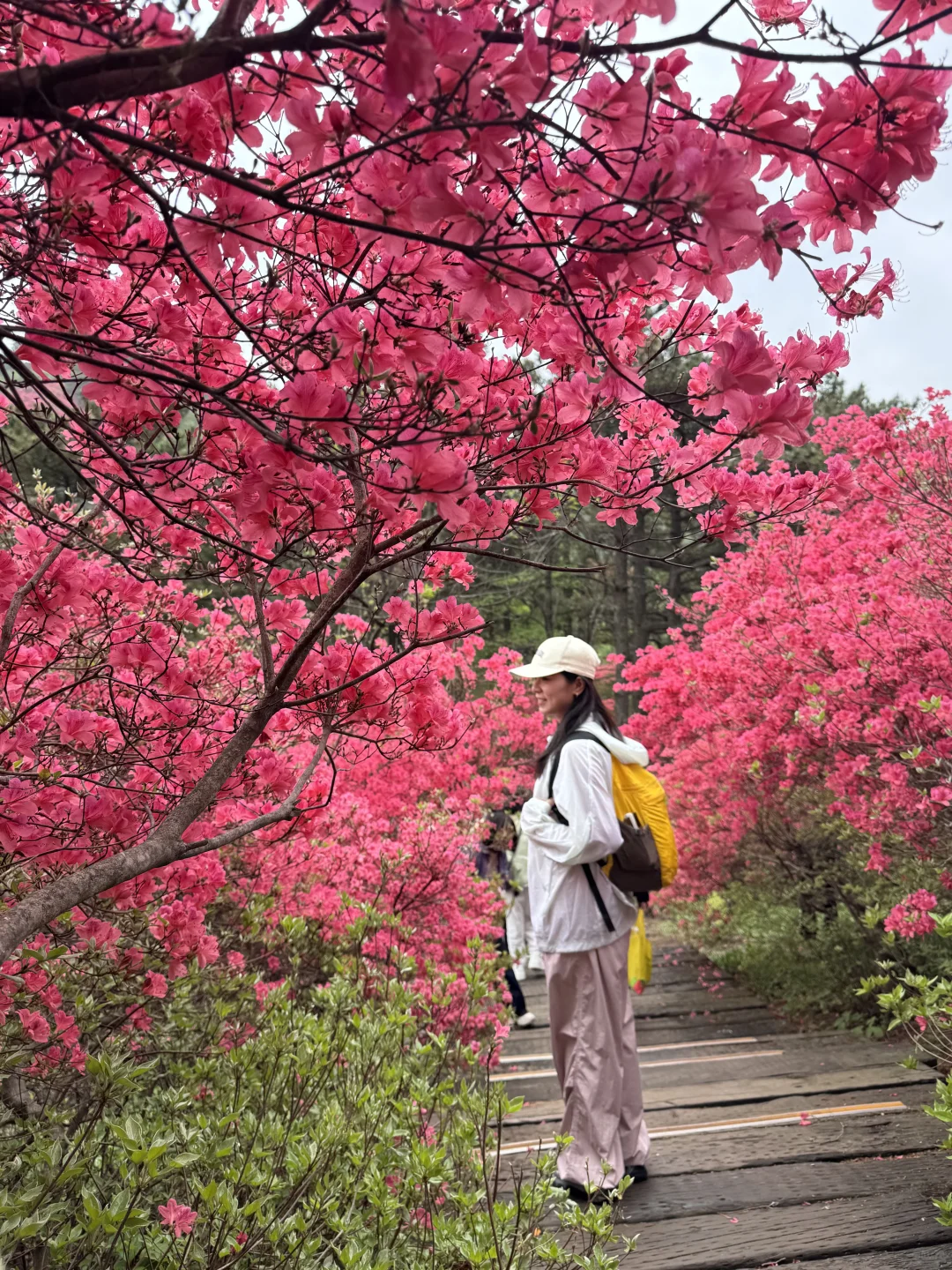 武汉2h，这里杜鹃花🌺已开爆！速来！附攻略