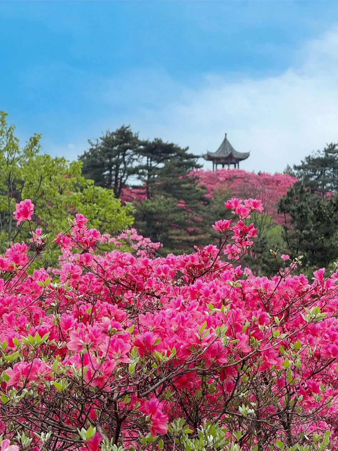 武汉2h，这里杜鹃花🌺已开爆！速来！附攻略