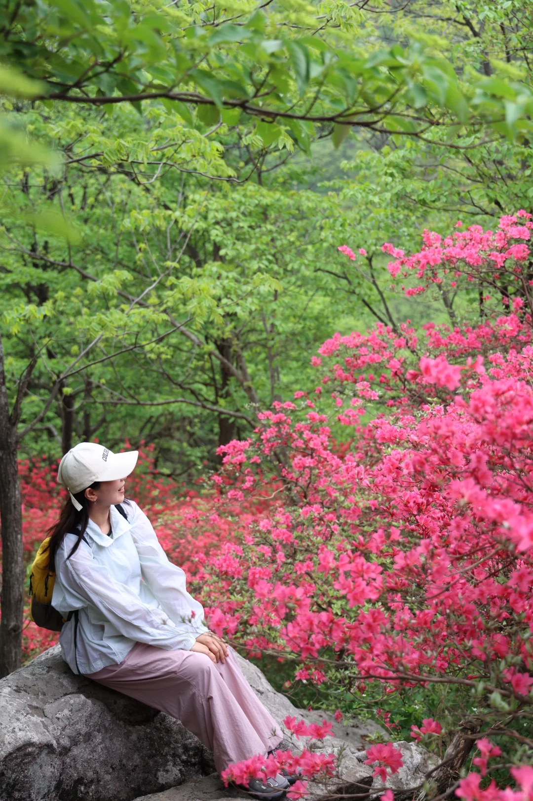 武汉2h，这里杜鹃花🌺已开爆！速来！附攻略