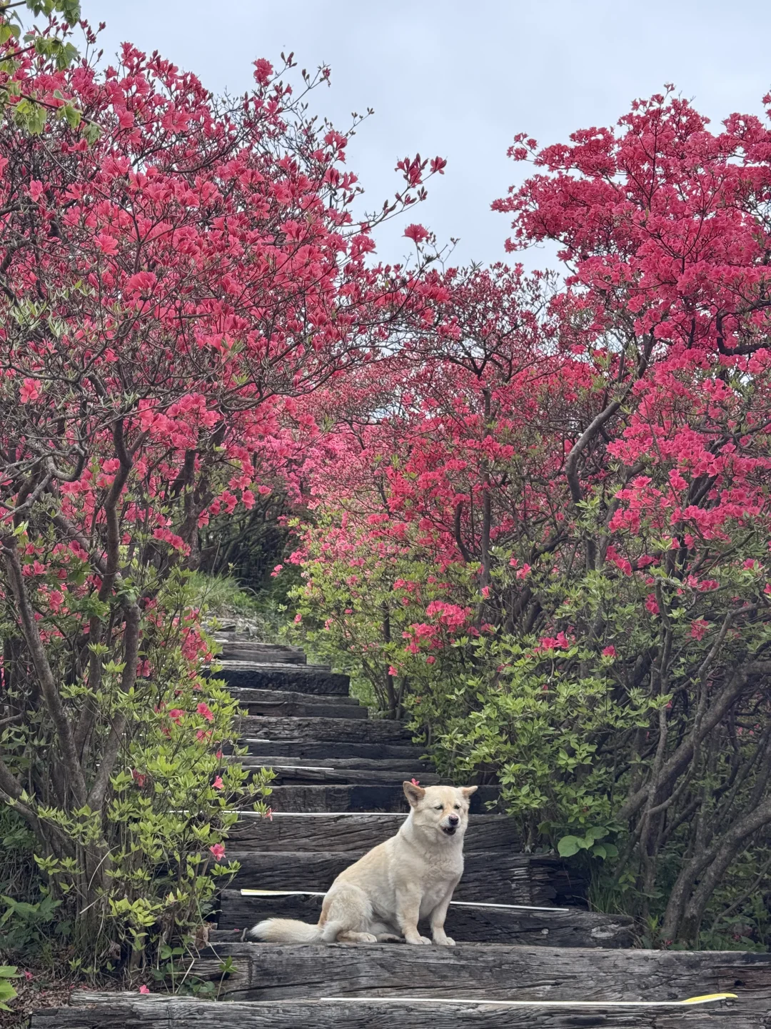 武汉2h，这里杜鹃花🌺已开爆！速来！附攻略