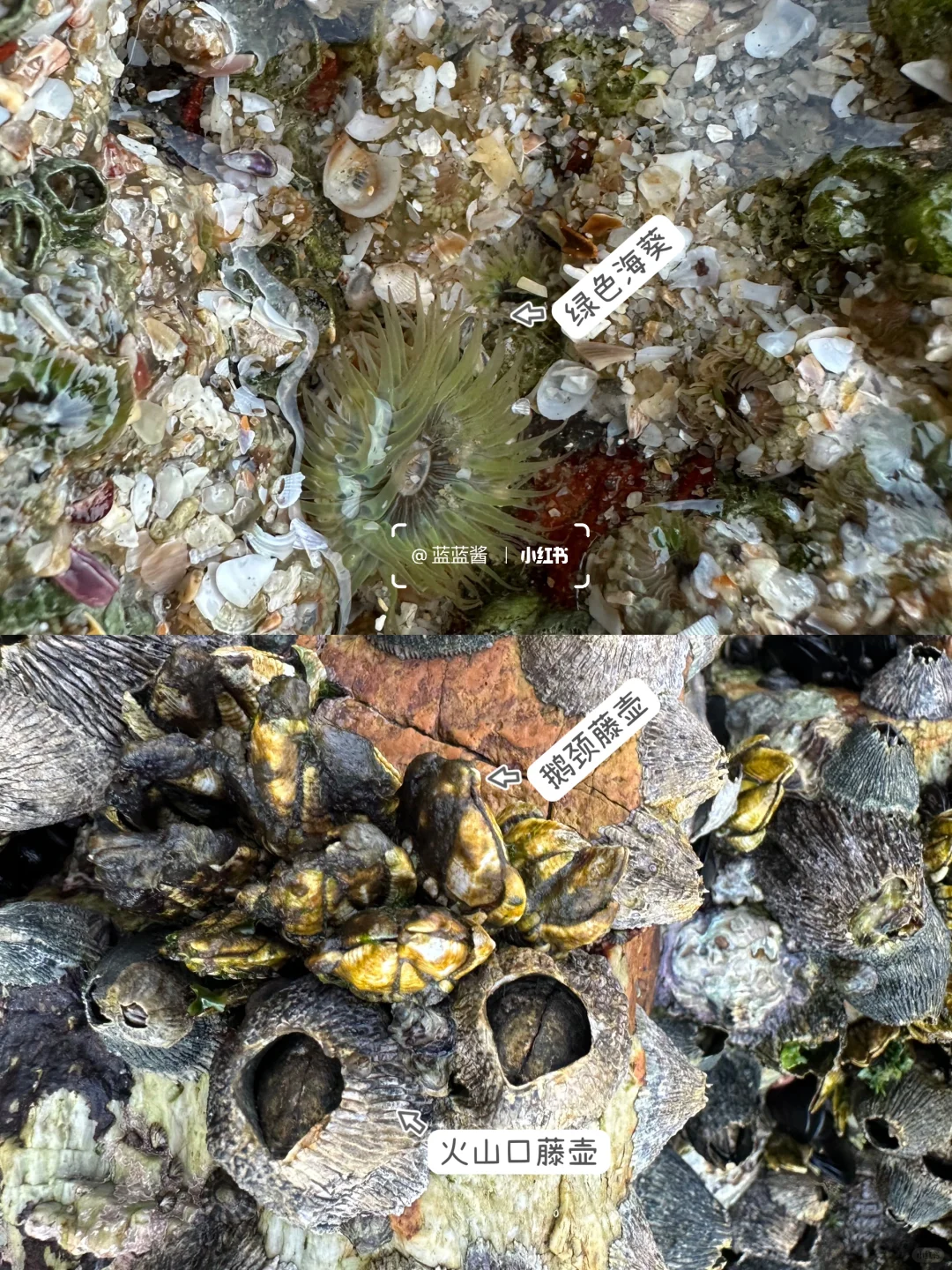 开车直达‼️广东超小众悬崖大海‼赶海爆桶‼