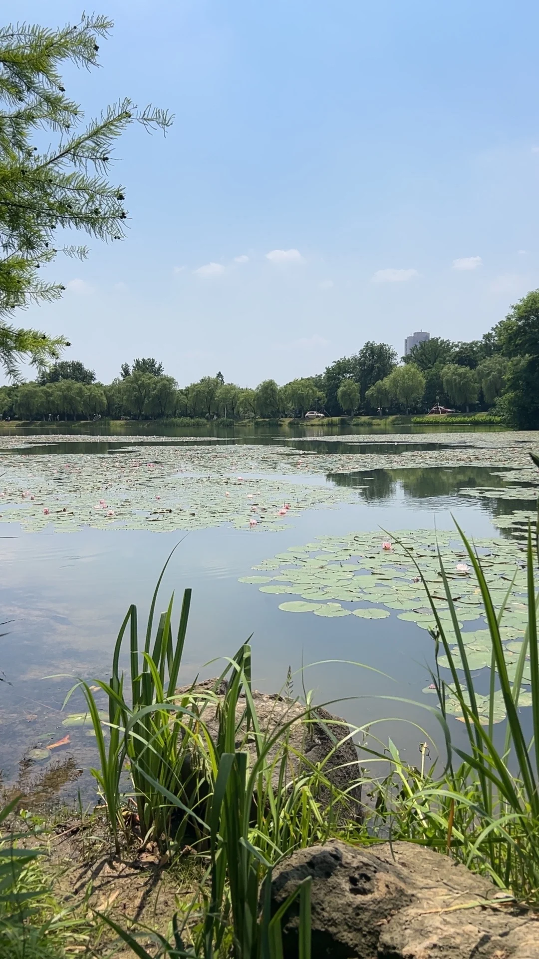 没有一个南京人 可以拒绝初夏燕雀湖的睡莲