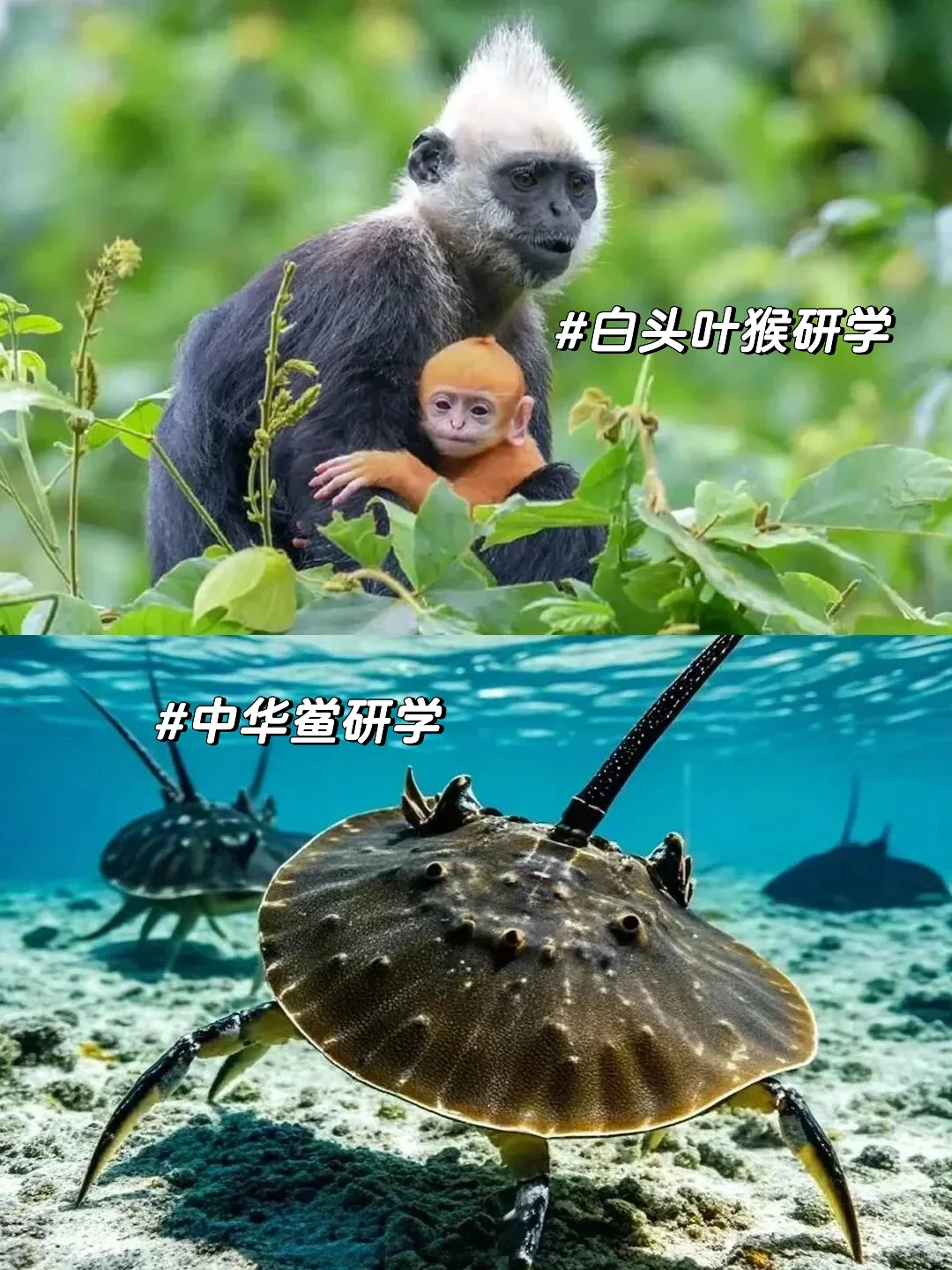 暑假来崇左遛娃遛老公，真的比新西兰还震撼！