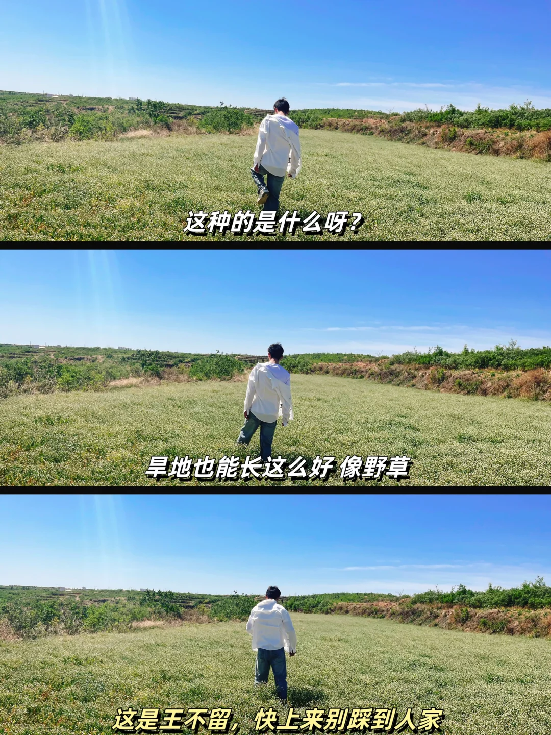 逃离人群和城市，家乡的田野才是最美的景区