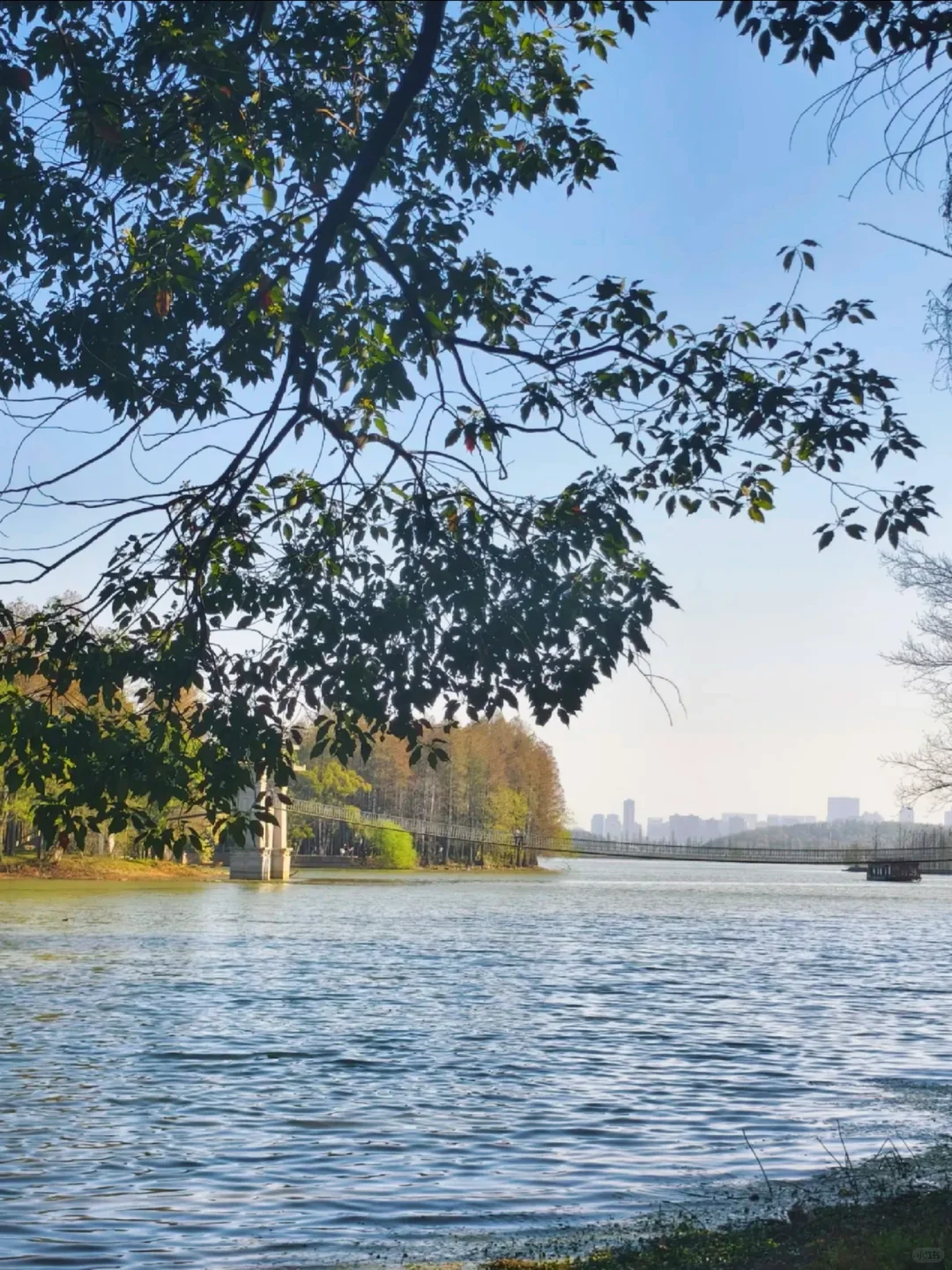 武汉东湖落雁仙境全攻略📸迷雾竹筏美出圈