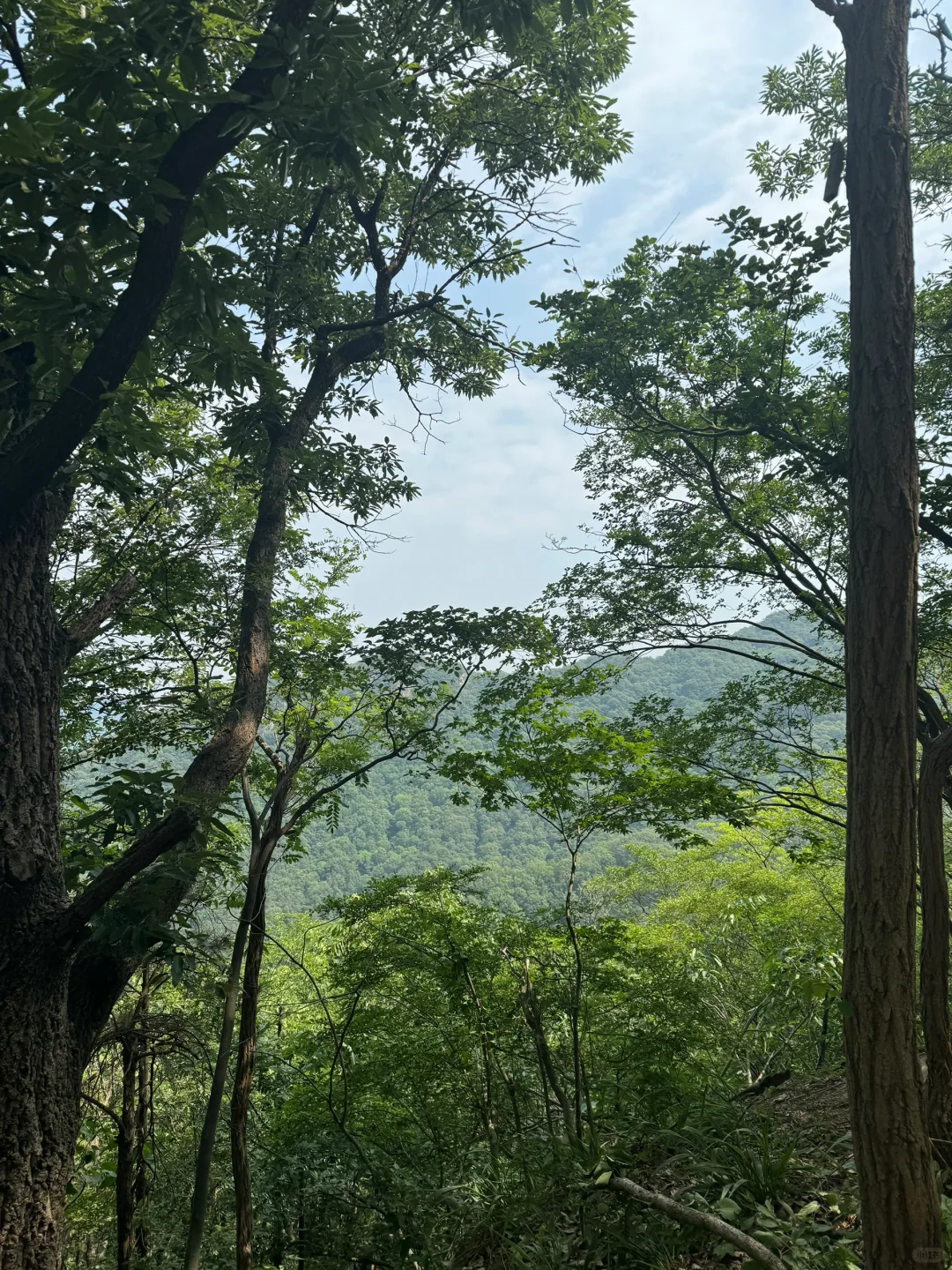进山吸下氧😎😎