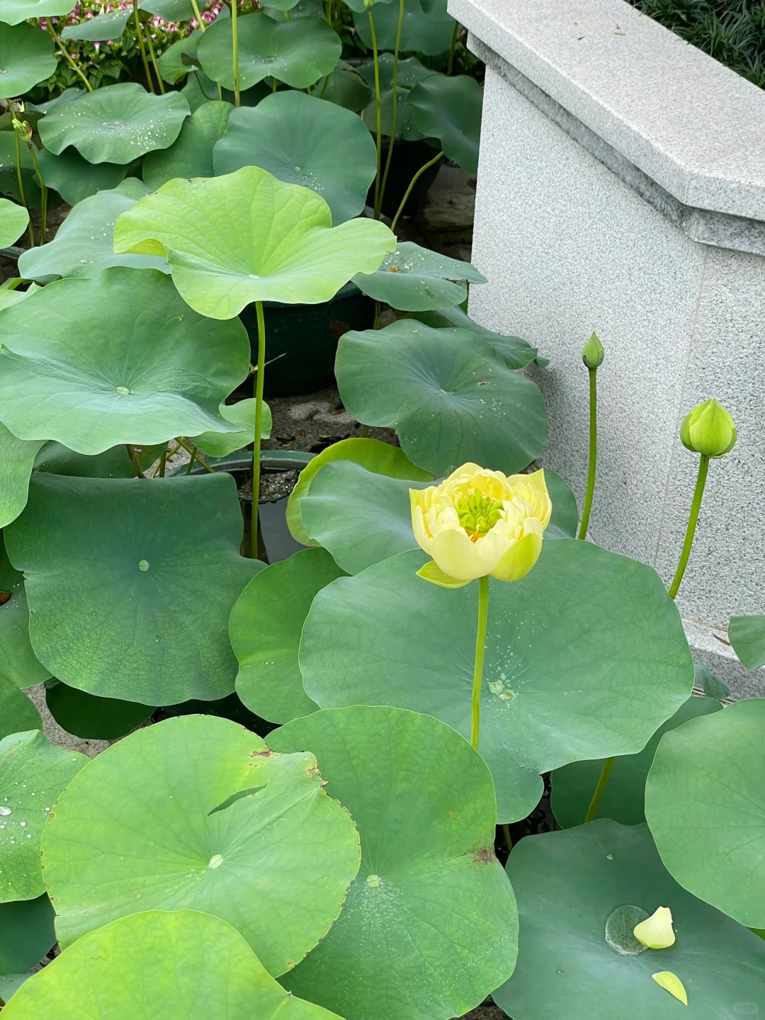 番禺｜莲花山