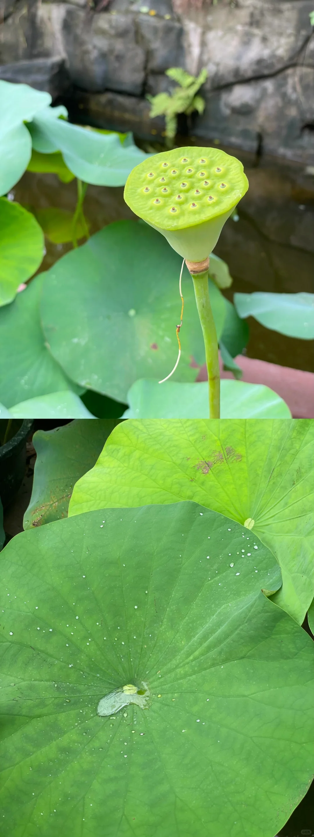 番禺｜莲花山
