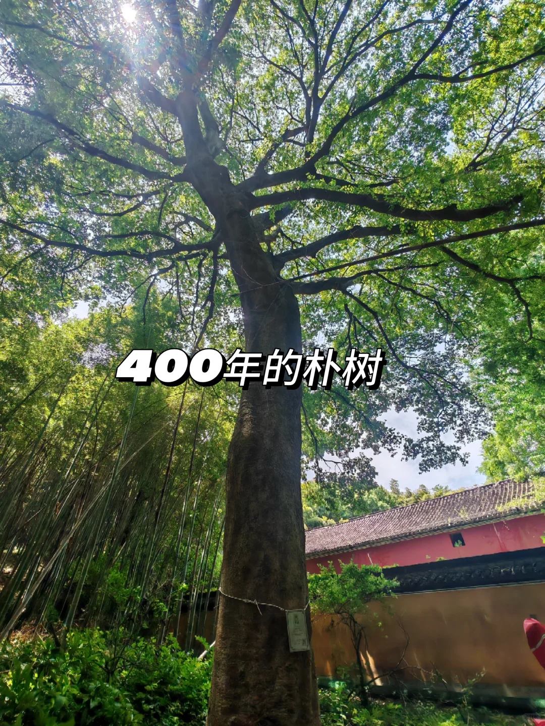 🌿每月两山之城山古道·被遗忘的千年茶径