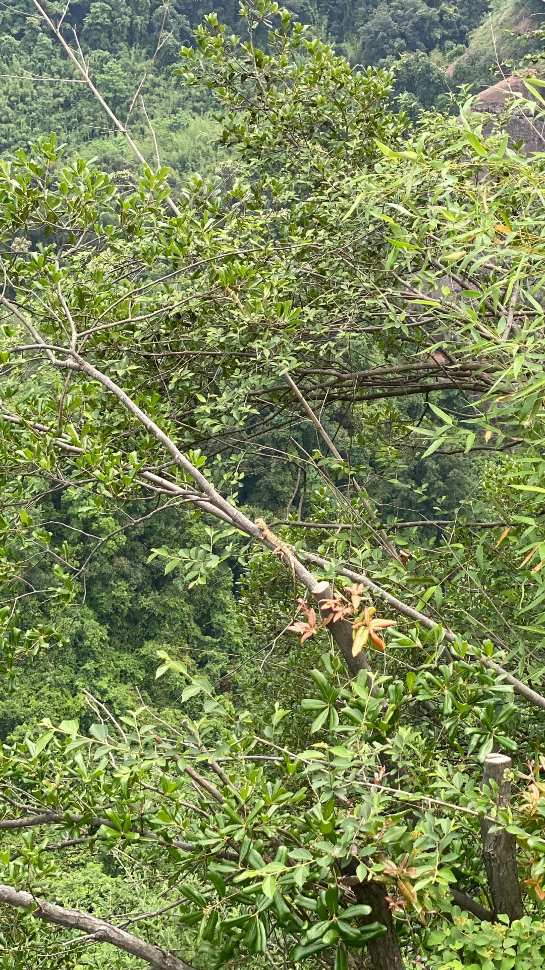 广东韶关丹霞山景区你最喜欢哪个景位？