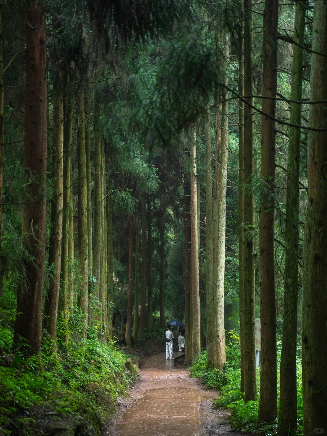 真不是游戏场景，我找到了现实版仙侠世界🌲