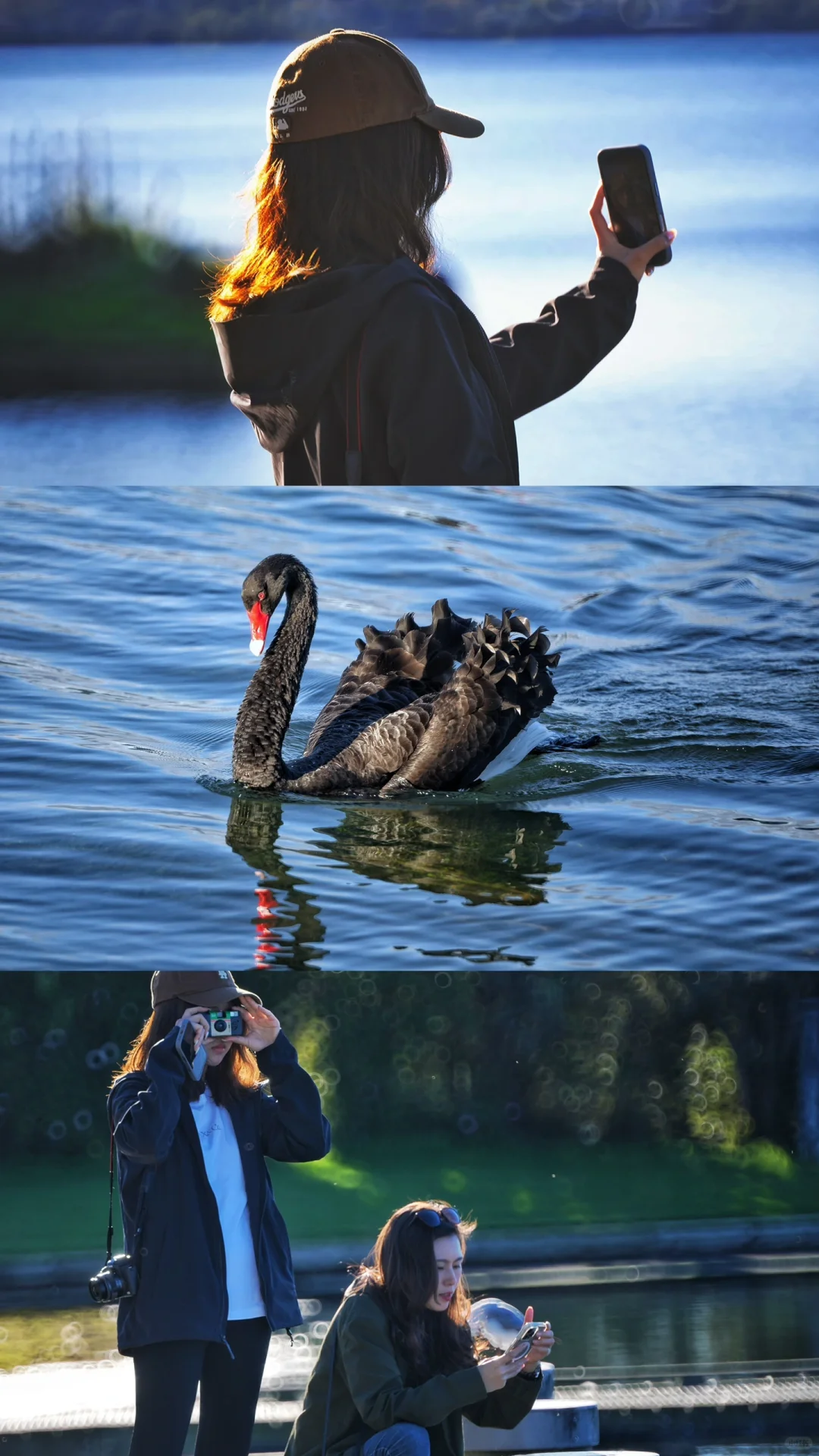 pics in NZ ..🧩