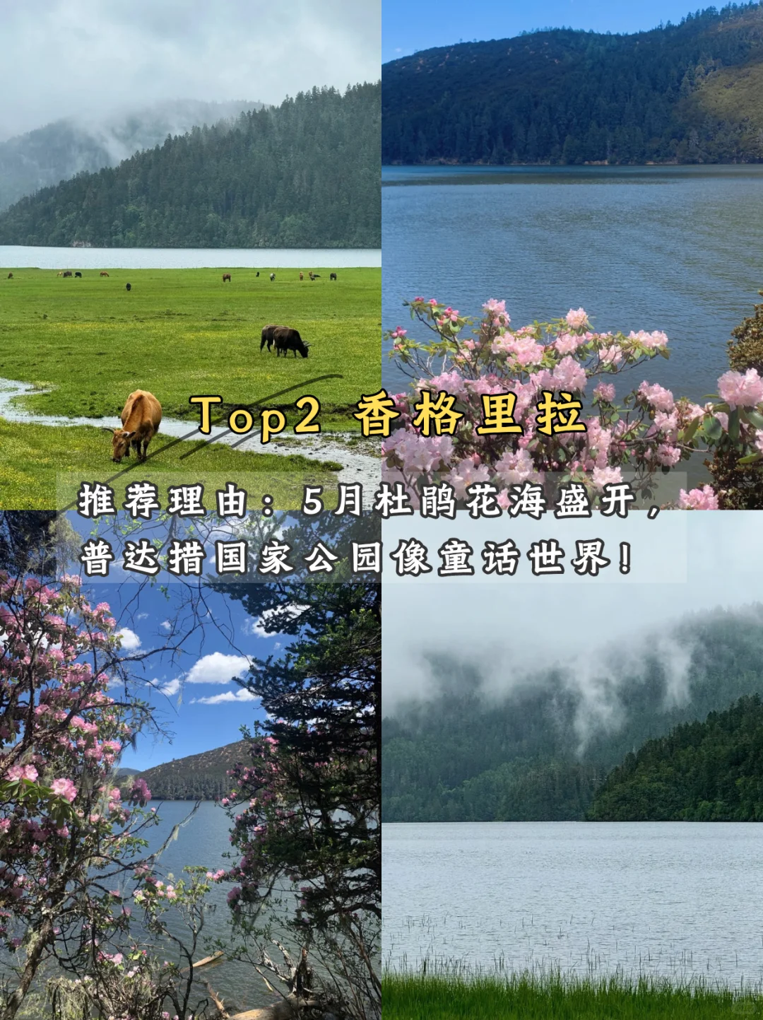 🌿 五月限定美景！学生党也能冲！