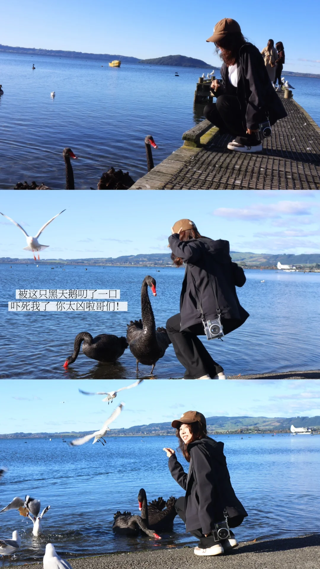 pics in NZ ..🧩
